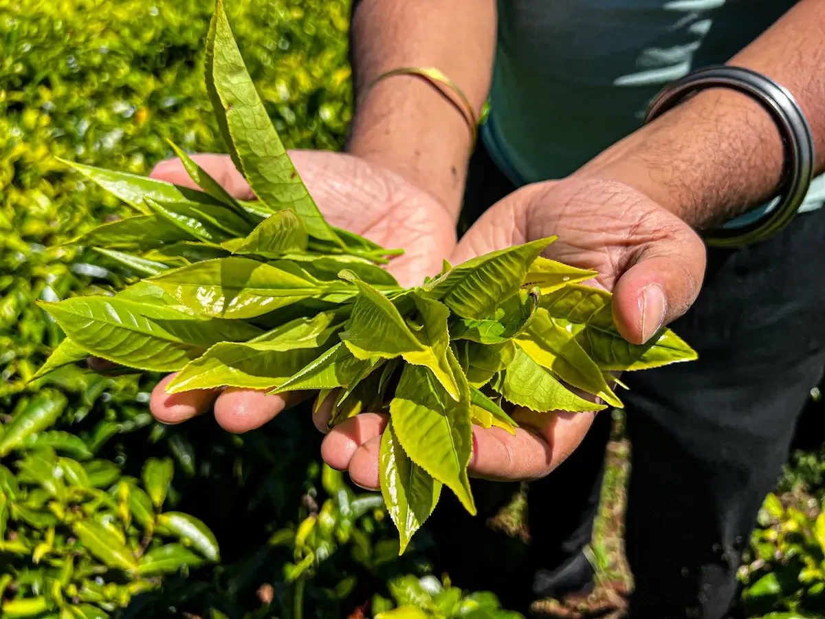 Kenyan Black Tea
