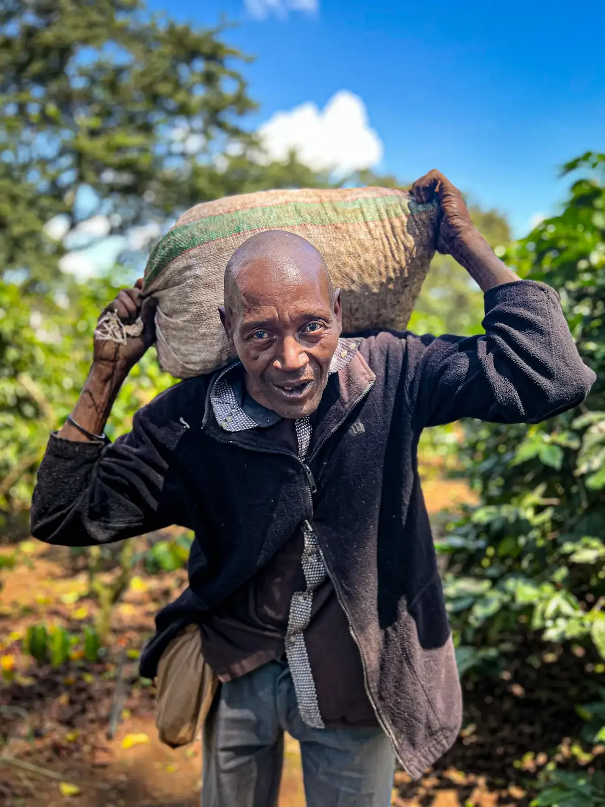 Tanzanian Peaberry Farmer in Arusha Tanzania picking coffee cherries