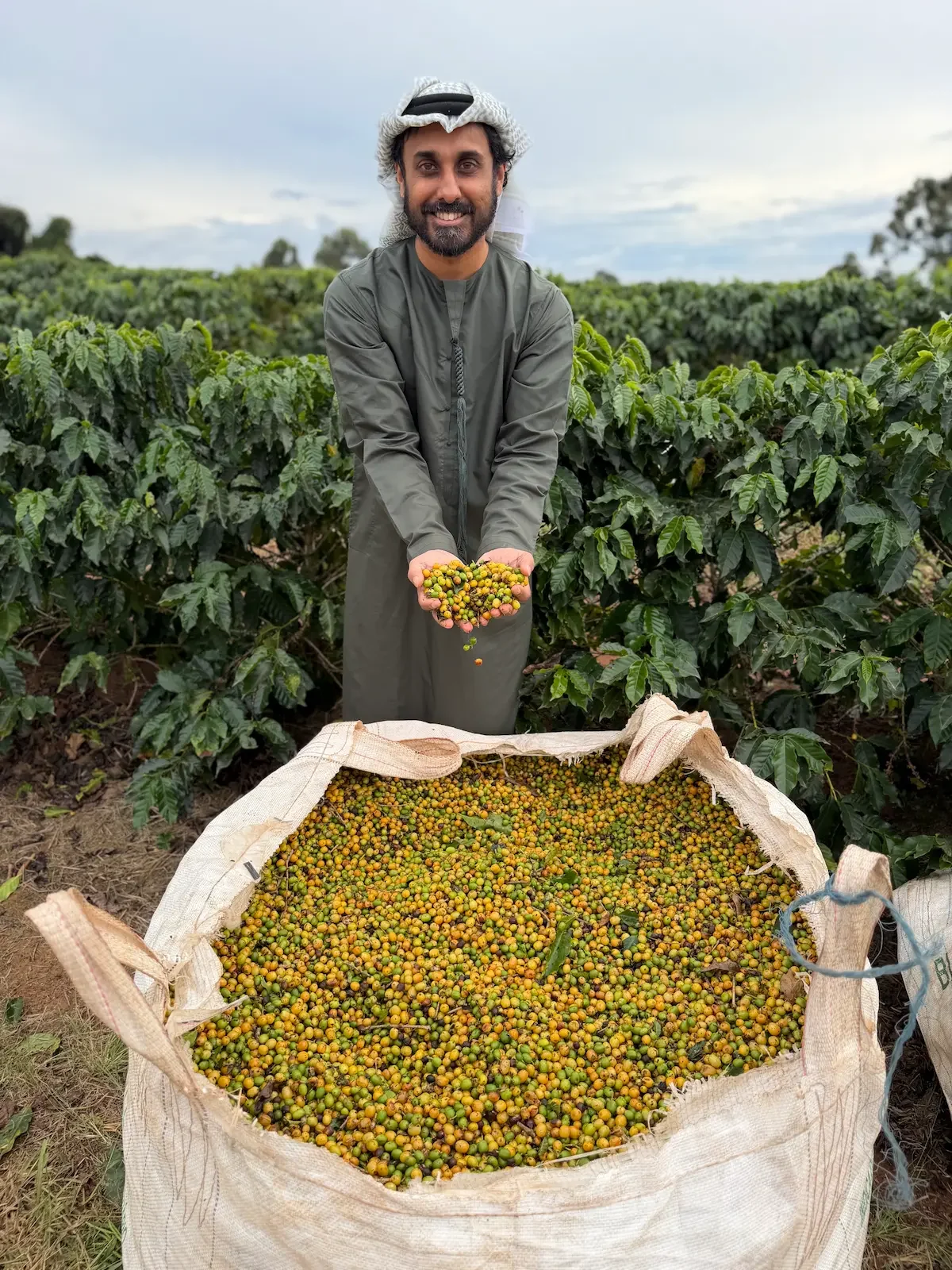 holding a handful of harvested coffee cherries in a coffee plantation field in Brazil. Bourbon Coffee