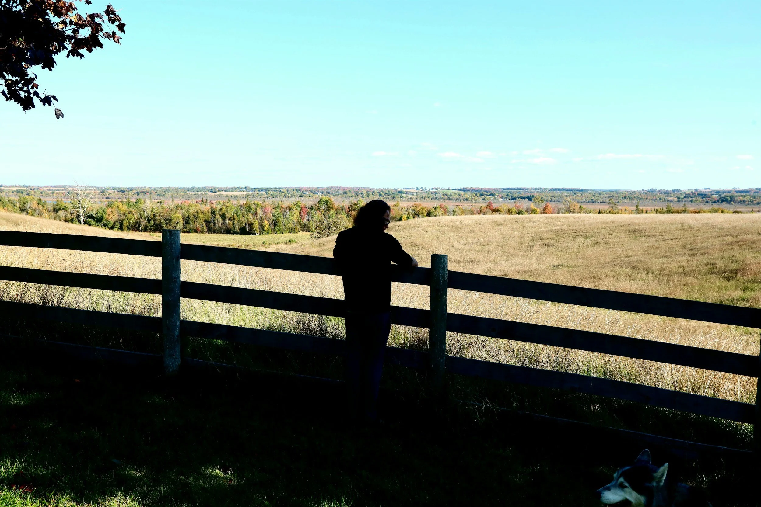 Person standing by a wooden fence, overlooking a landscape with trees and open fields under a clear blue sky, with part of a dog visible in the lower right corner.