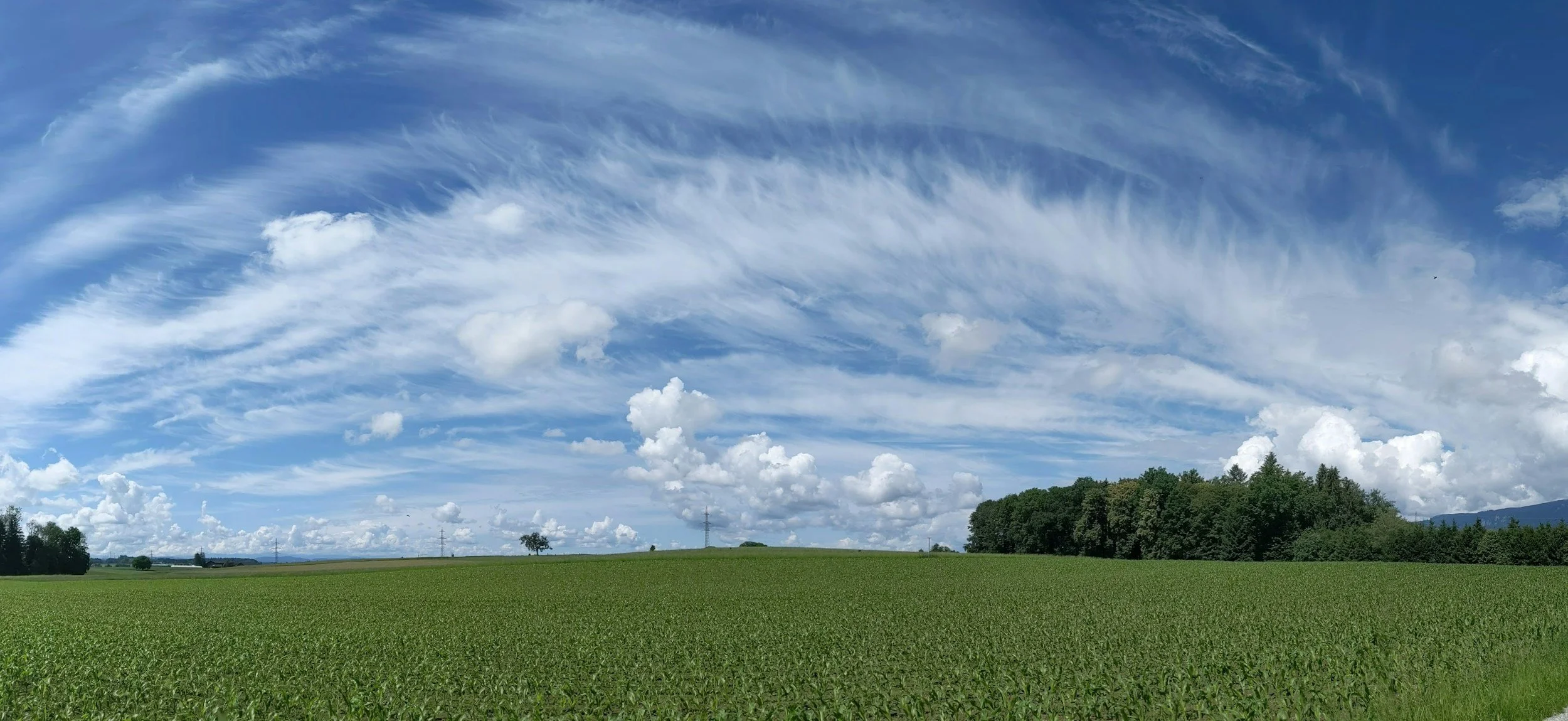 A wide landscape view of a grassy field with trees in the distance under a blue sky filled with wispy, white clouds.