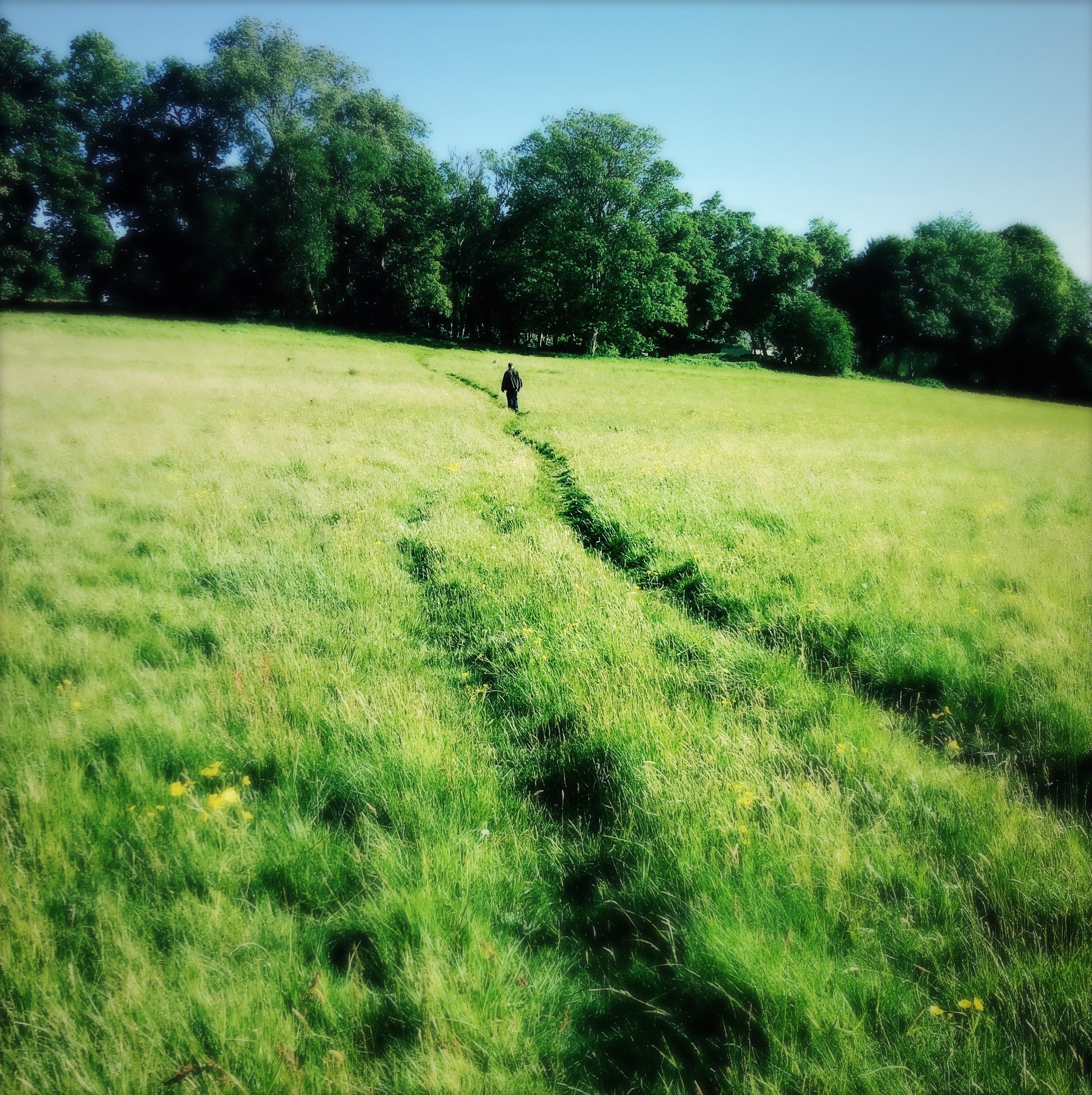 Man walking alone on a grassy field with a trail leading toward a line of tall, green trees under a clear blue sky.