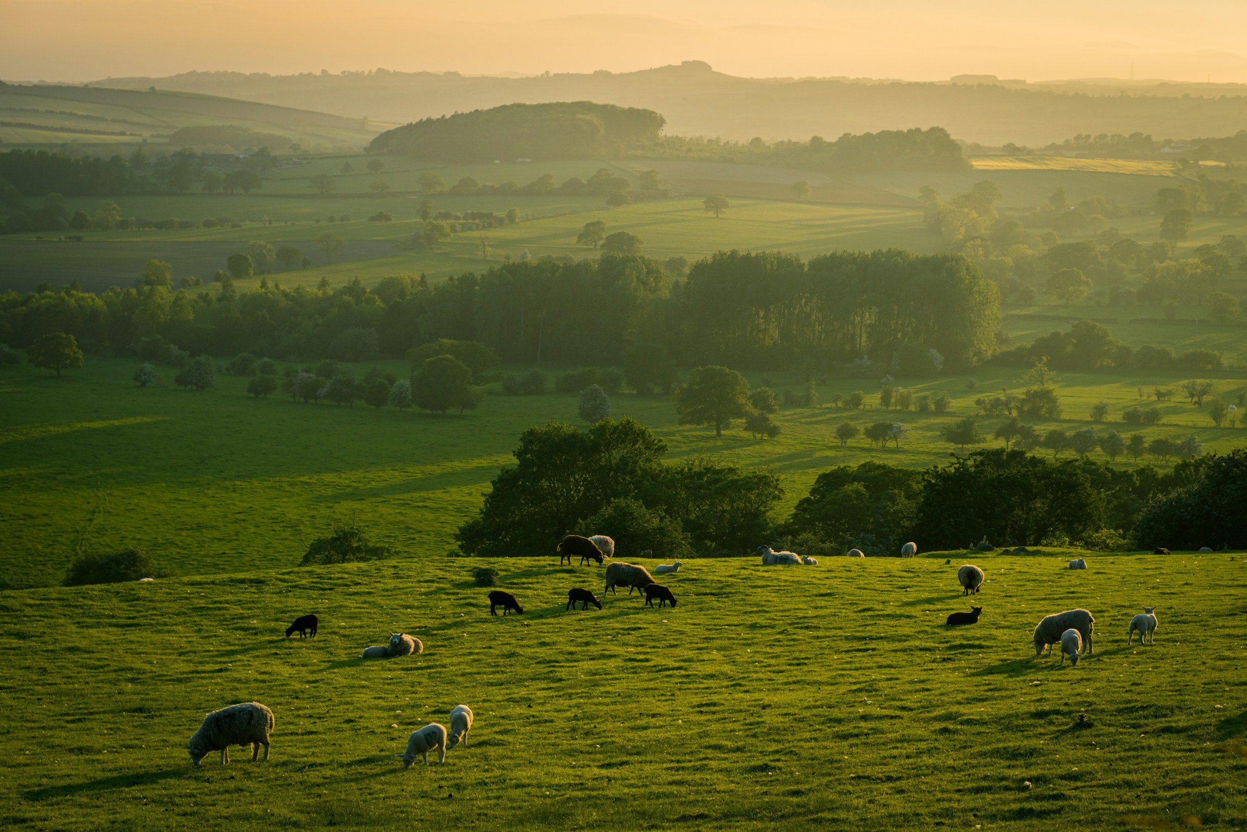Green rolling hills with grazing sheep and cows, trees, and distant landscape at sunset.