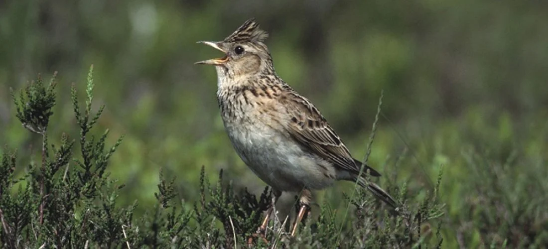 Social Inclusion and Rural Environment Event