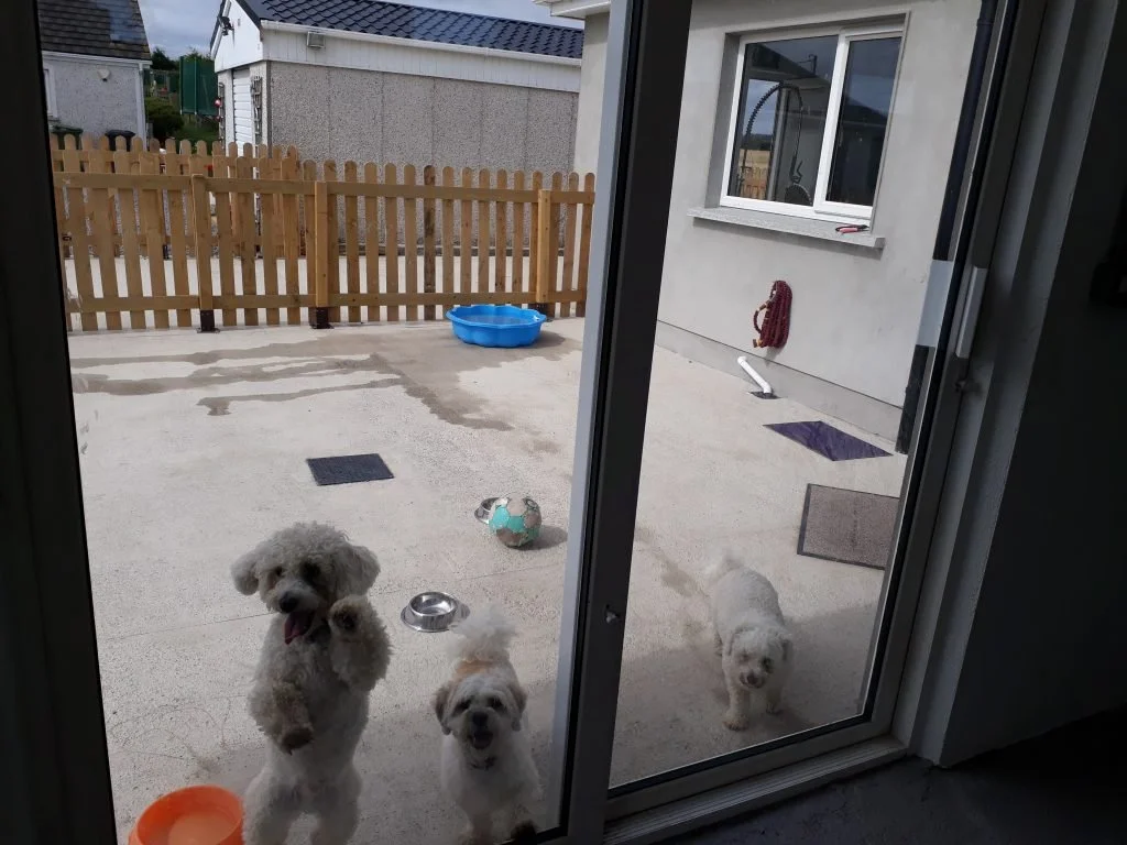 Success Story - The Dog Lodge & Lounge Lusk