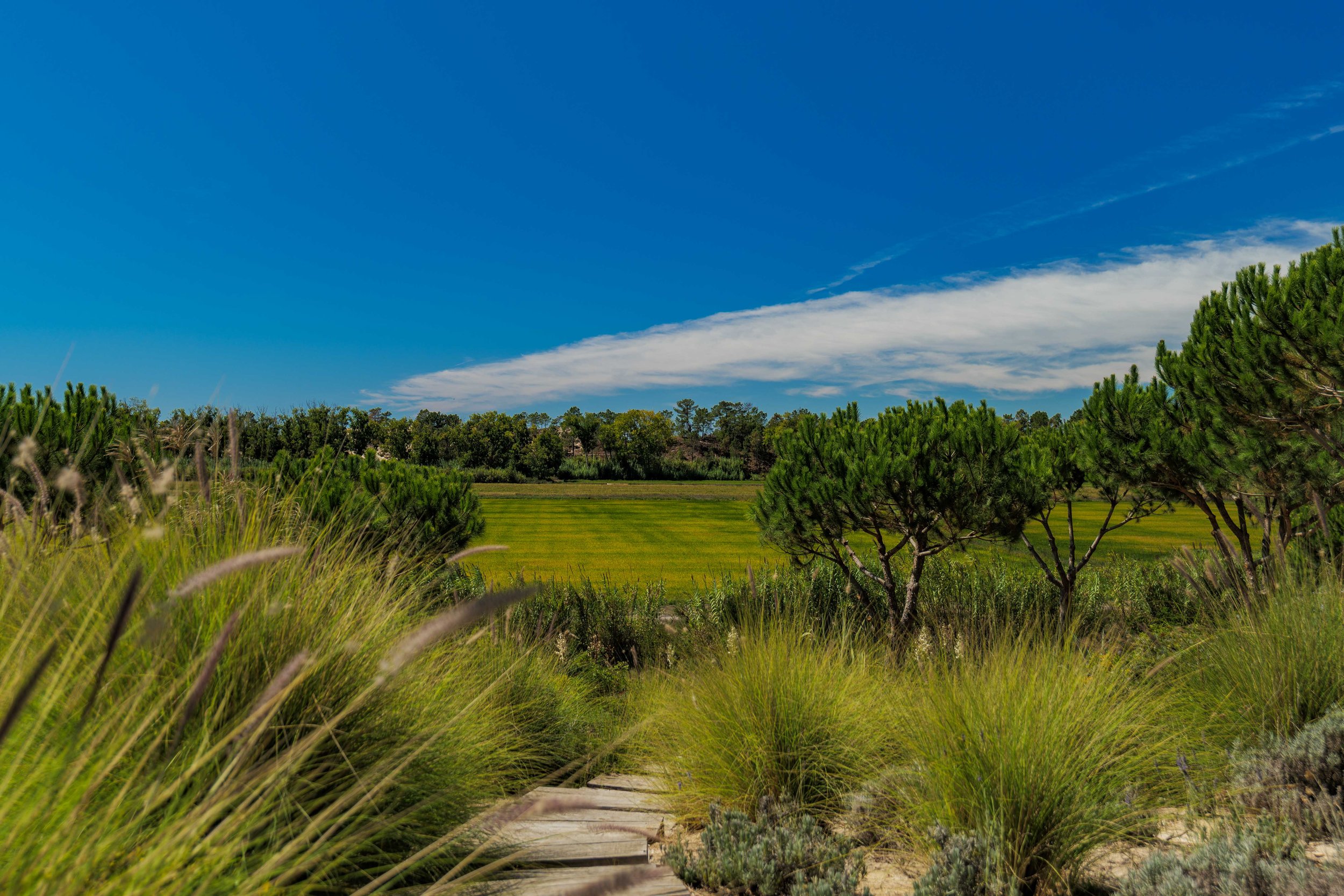 A landscape scene with a path leading through tall grasses, green trees, and an open field under a blue sky with some clouds.