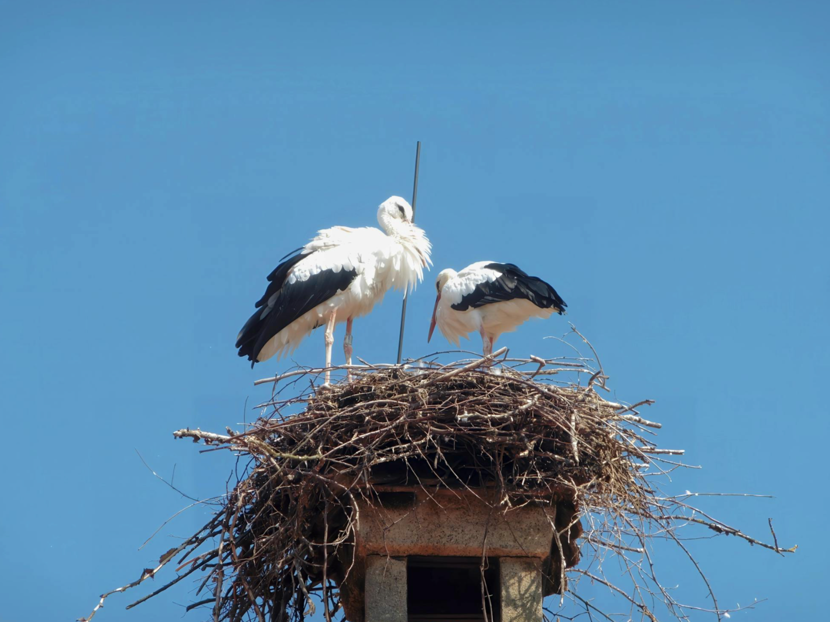 Two storks standing on a nest atop a chimney, with a blue sky background.