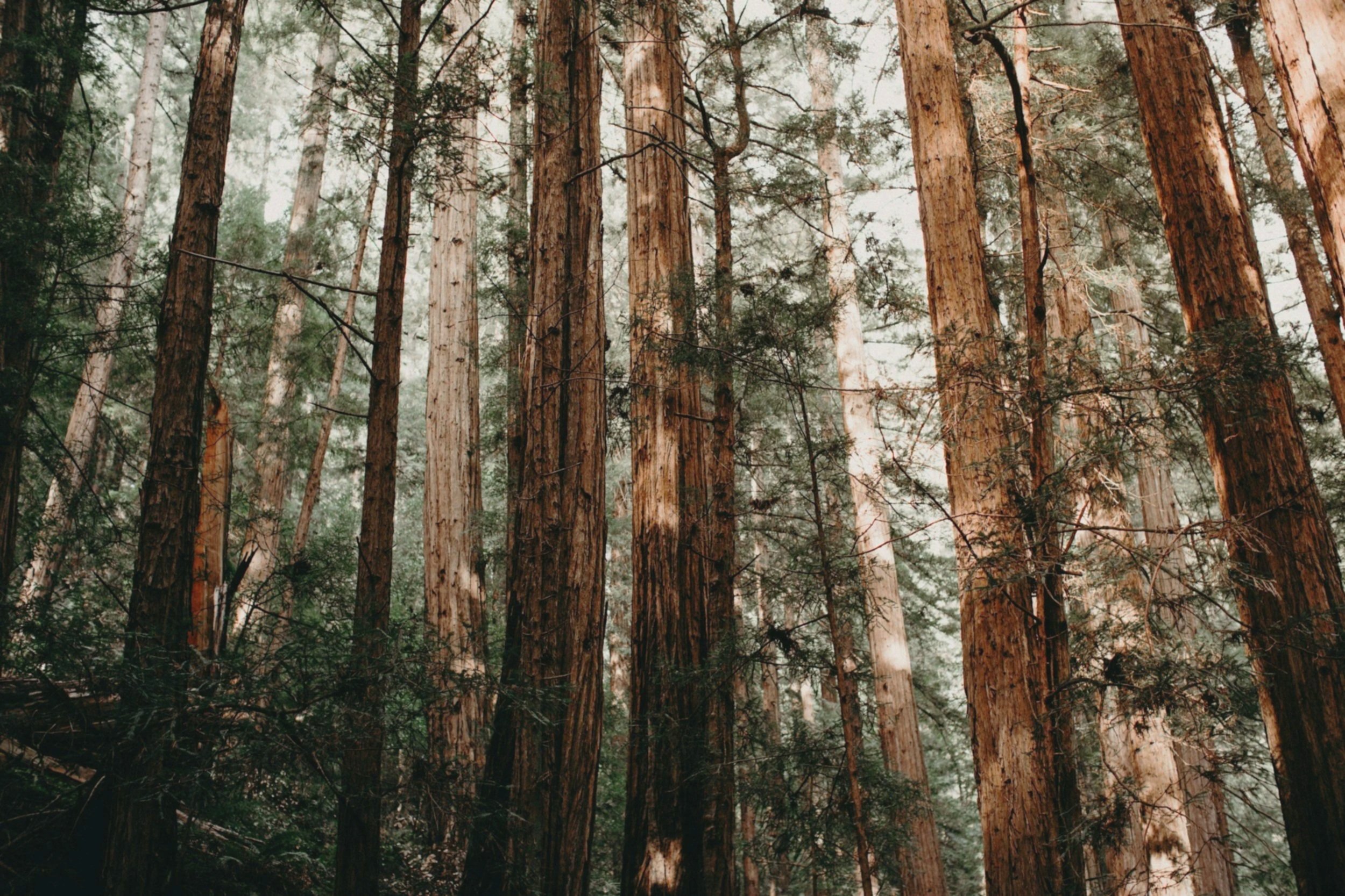 Tall redwood trees in a dense forest with sunlight filtering through