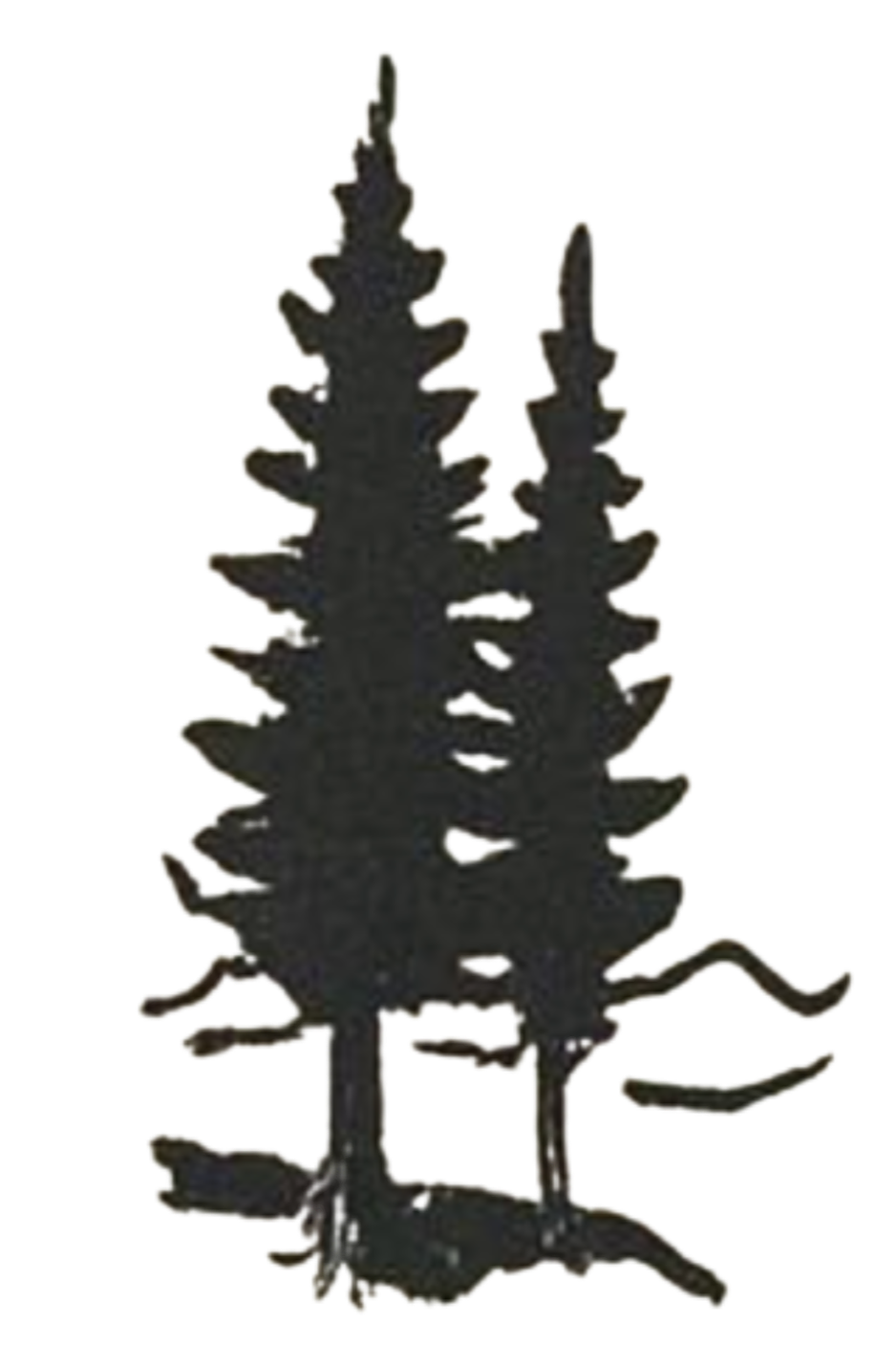 Silhouette of two evergreen trees on a small patch of ground.