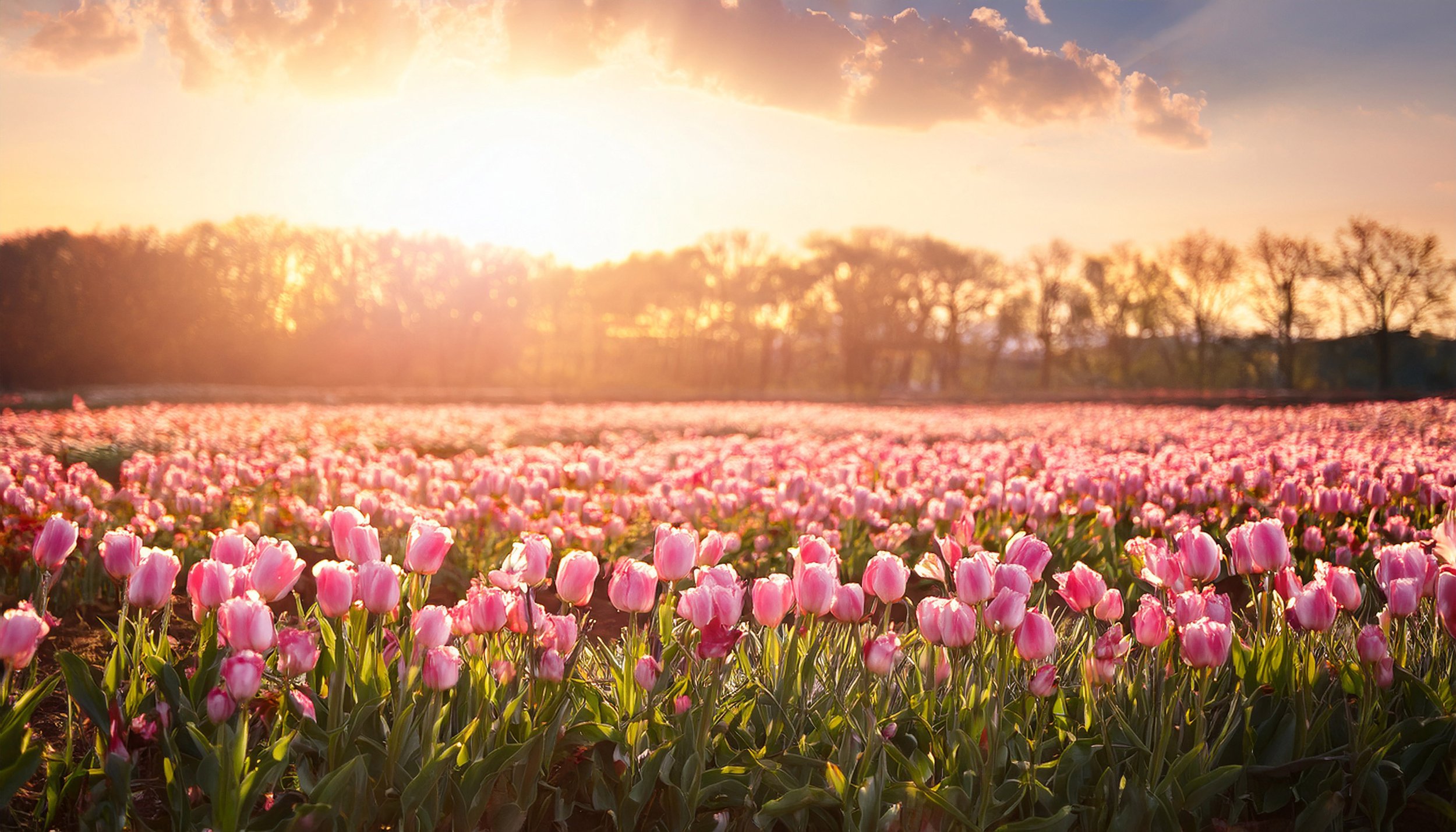 A field of pink tulips during sunset with a row of trees in the background and clouds in the sky.