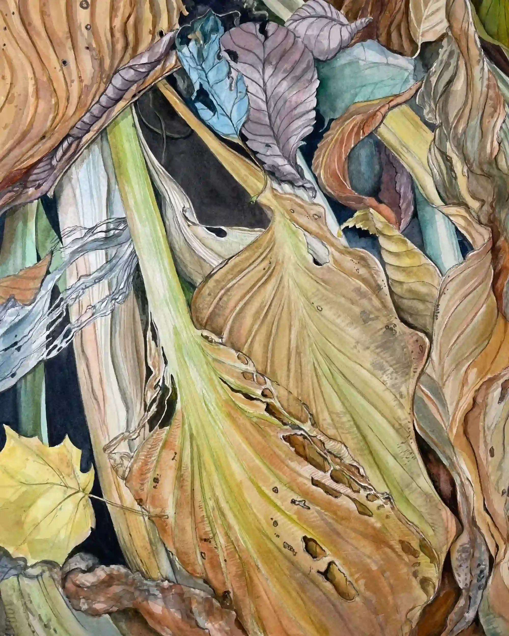  Fading Hostas  Watercolor 18-5/8 x 16-1/8" German silver metal frame, white mat. 2024. $900
