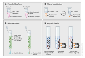 Clean up your act: DNA and RNA purity — BioEcho Life Sciences