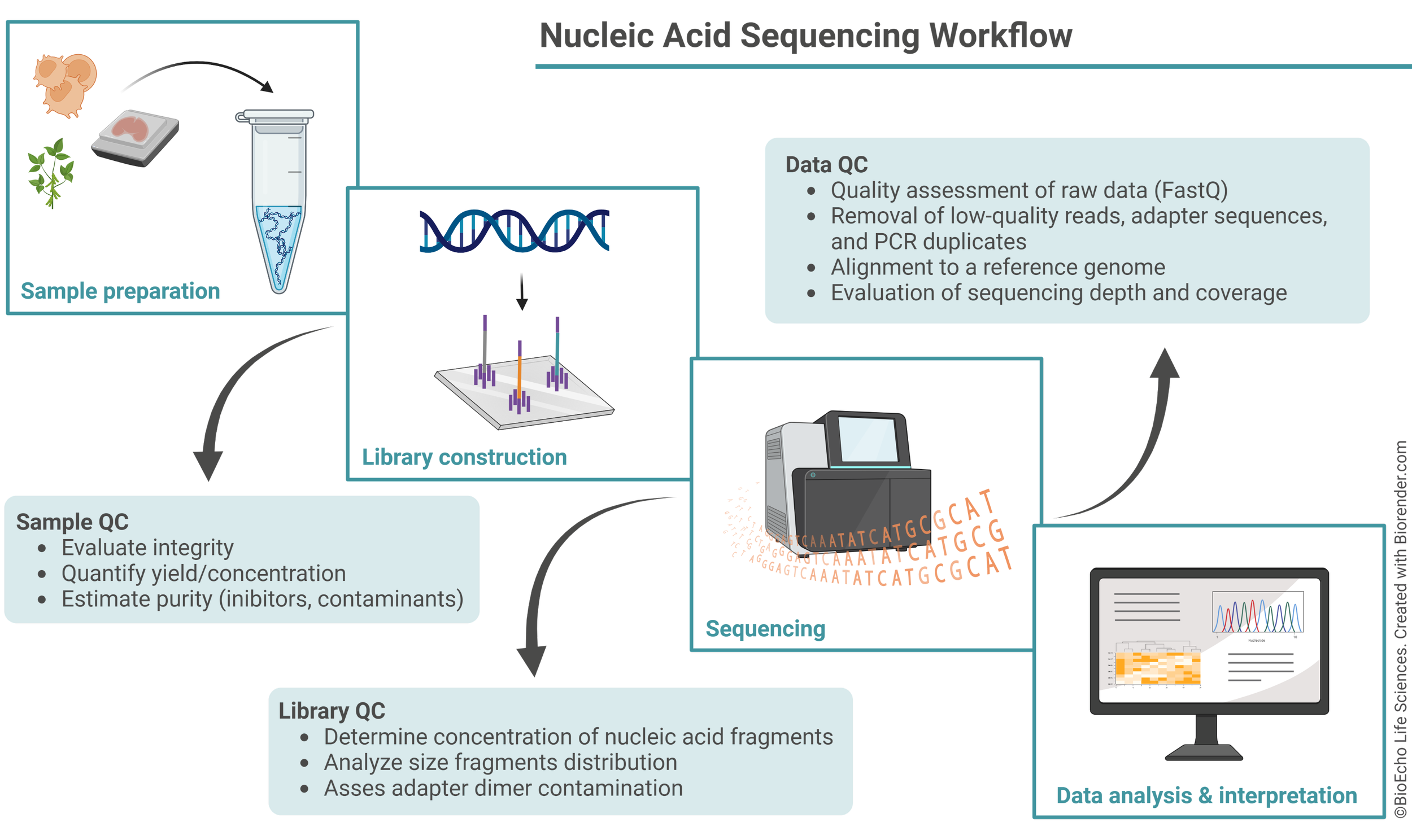 Science Sequencing Revealing the genome's secrets: advances and applications of next ...