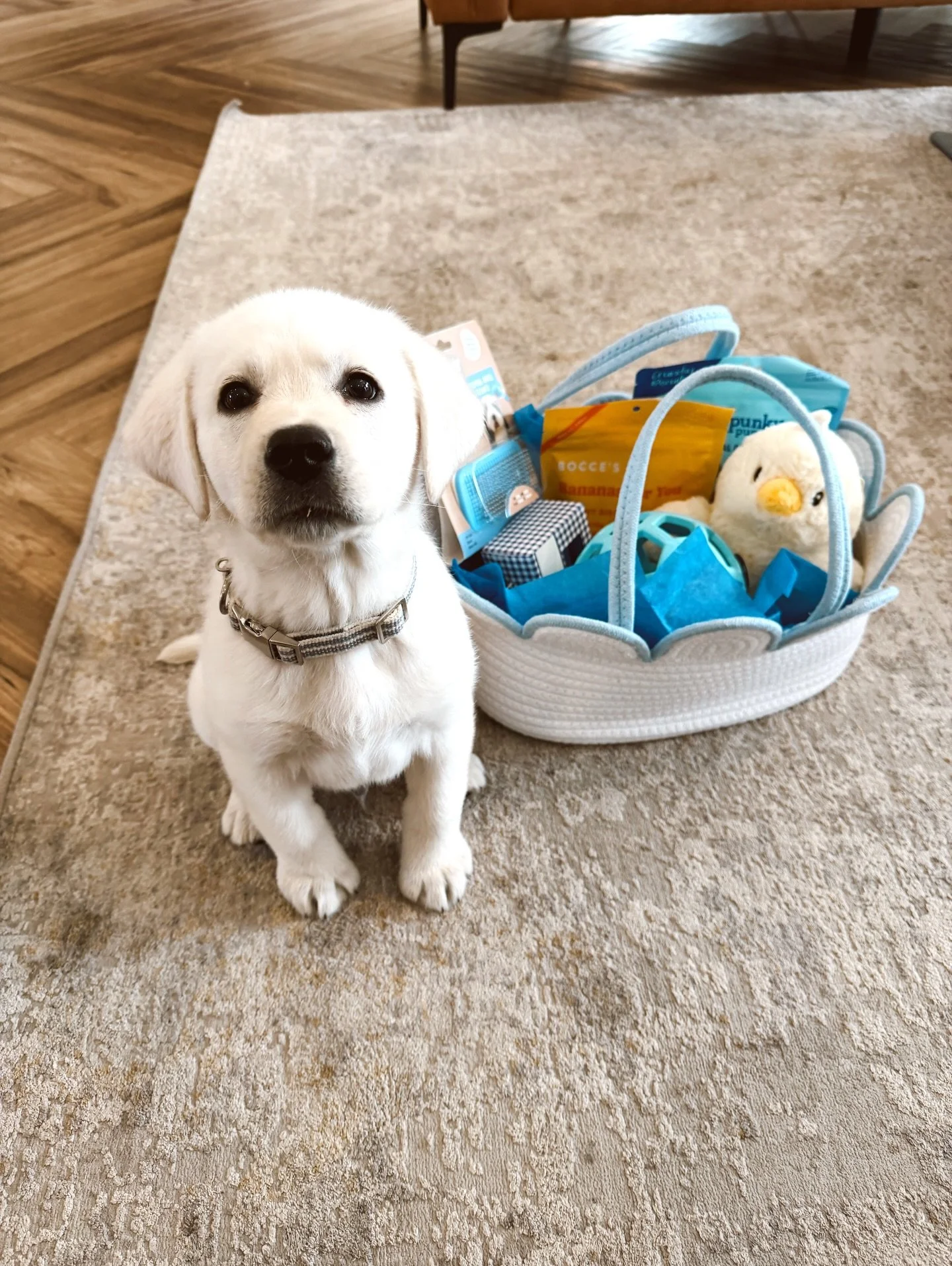 Welcoming our newest (and fluffiest) resident to The Grove! 🐾

We had so much fun putting together a little welcome basket for Winston and hope he loves all his new toys and treats. We love celebrating our residents, and their four-legged family mem