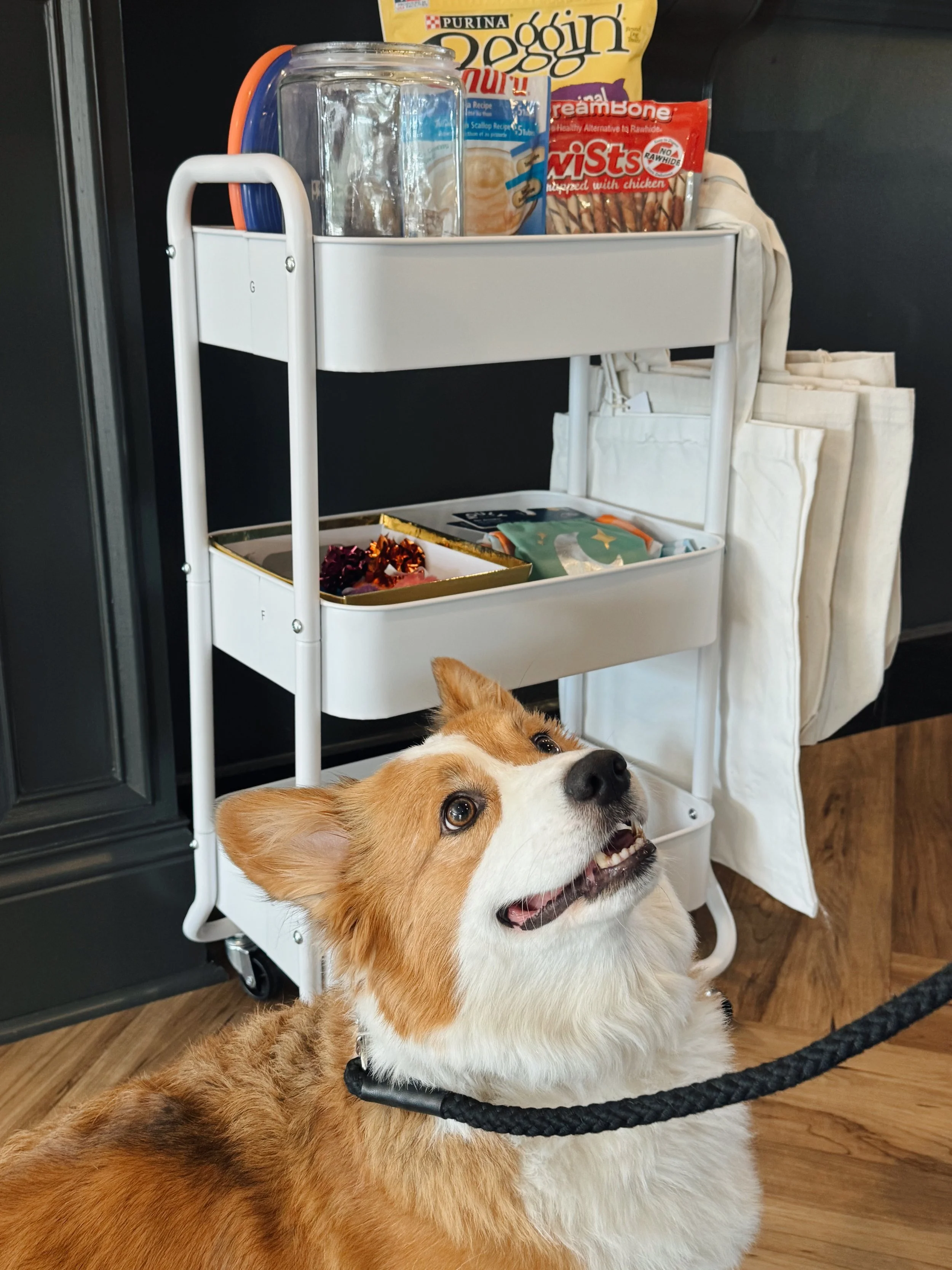 Thank you to everyone who came out to our 🐾 Paw-ty! We loved seeing all the happy pups and their amazing humans. 💙

If you couldn&rsquo;t make it&mdash;or want to grab a little something extra&mdash;we still have toys, treats, and bandanas availabl