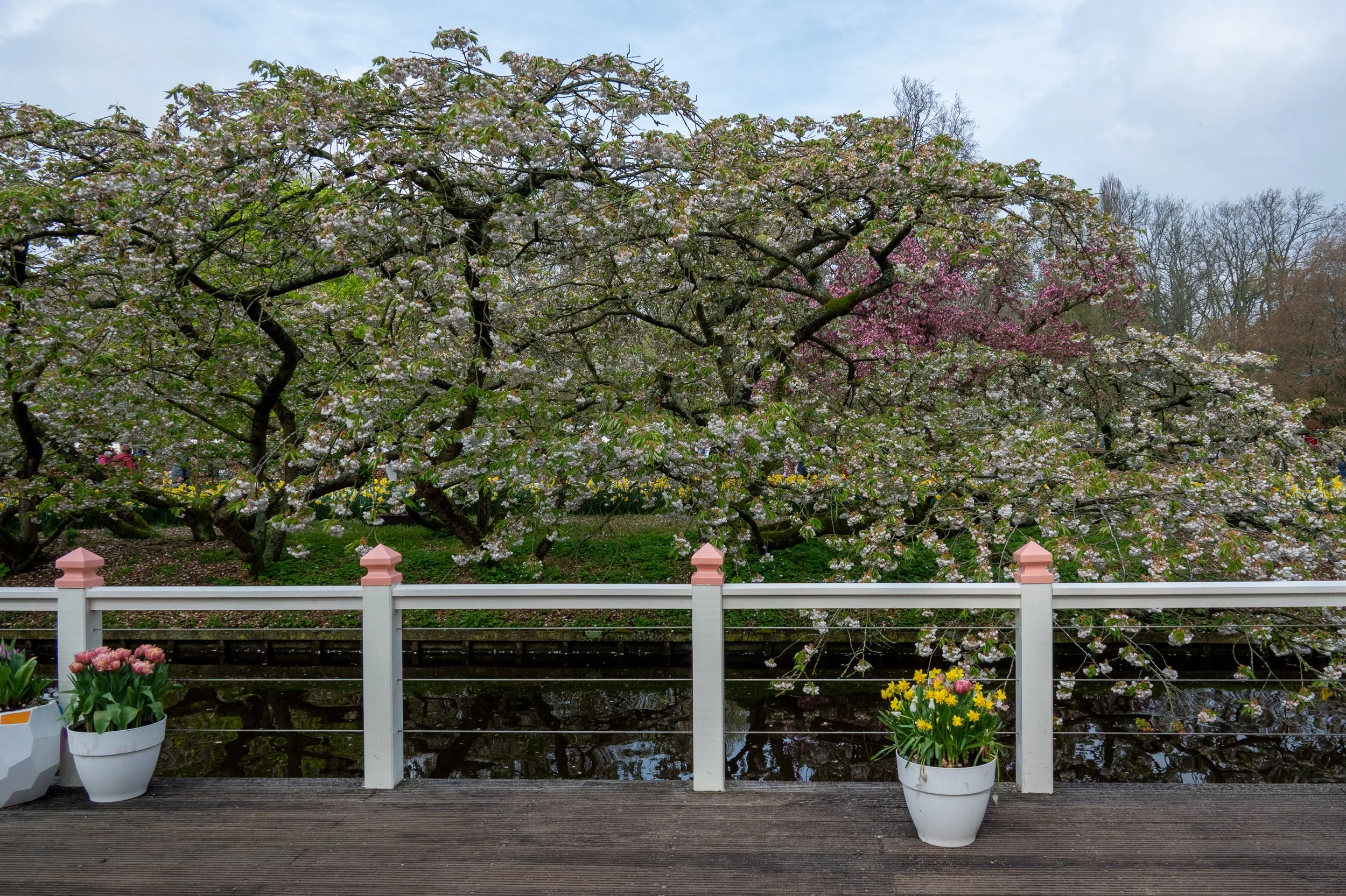 Tulips next to the rail in a garden, Amsterdam, Netherlands.