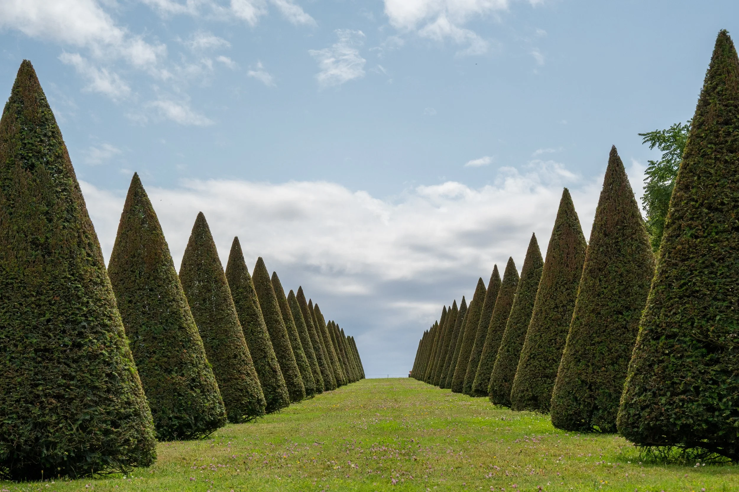 Conical shaped green trees with perfectly blue skies and light clouds in the background, the palace of Versailles, France.