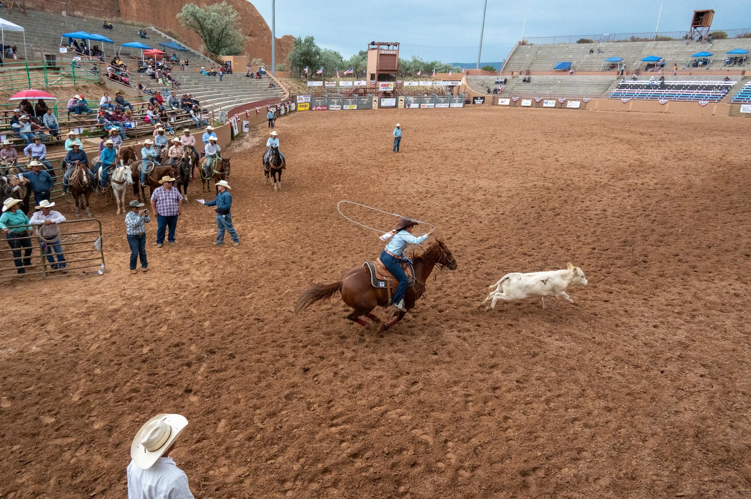 Woman rodeo competitor breaks away towards the calf with rope in the air