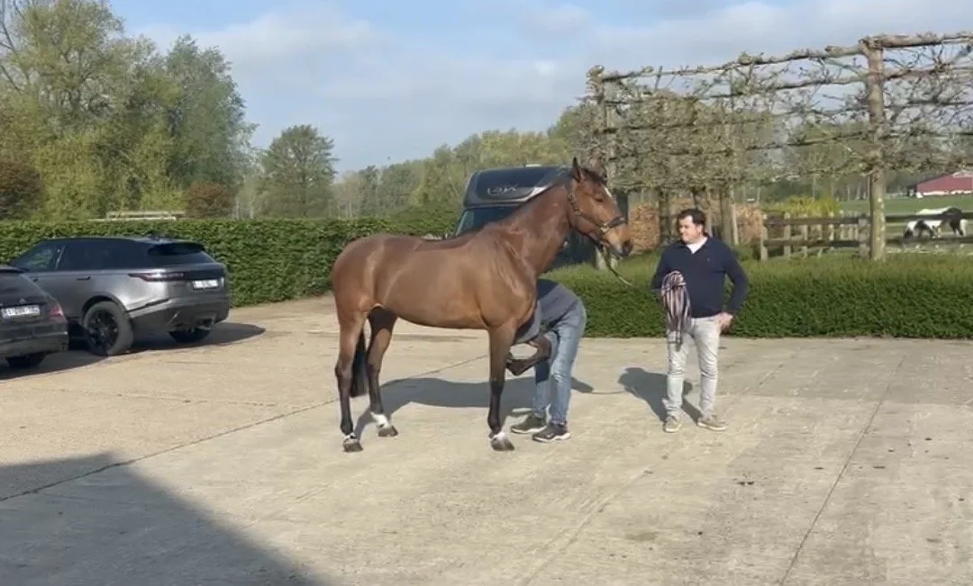 A person vetting a brown horse in an outdoor area with parked cars, hedges, and trees in the background.