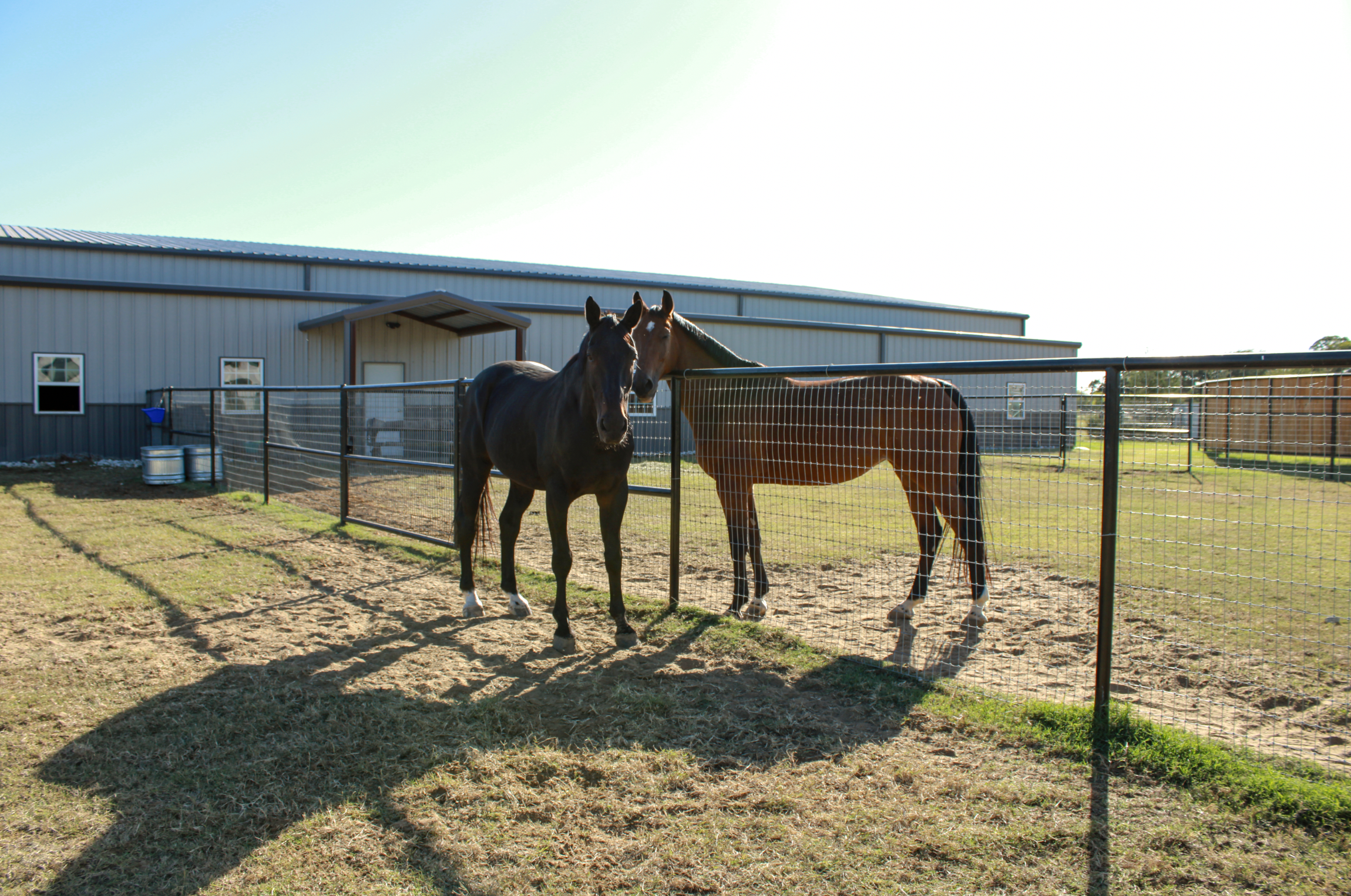 Two horses standing inside a fenced paddock with a metal building in the background, sunlight casting shadows on the ground.