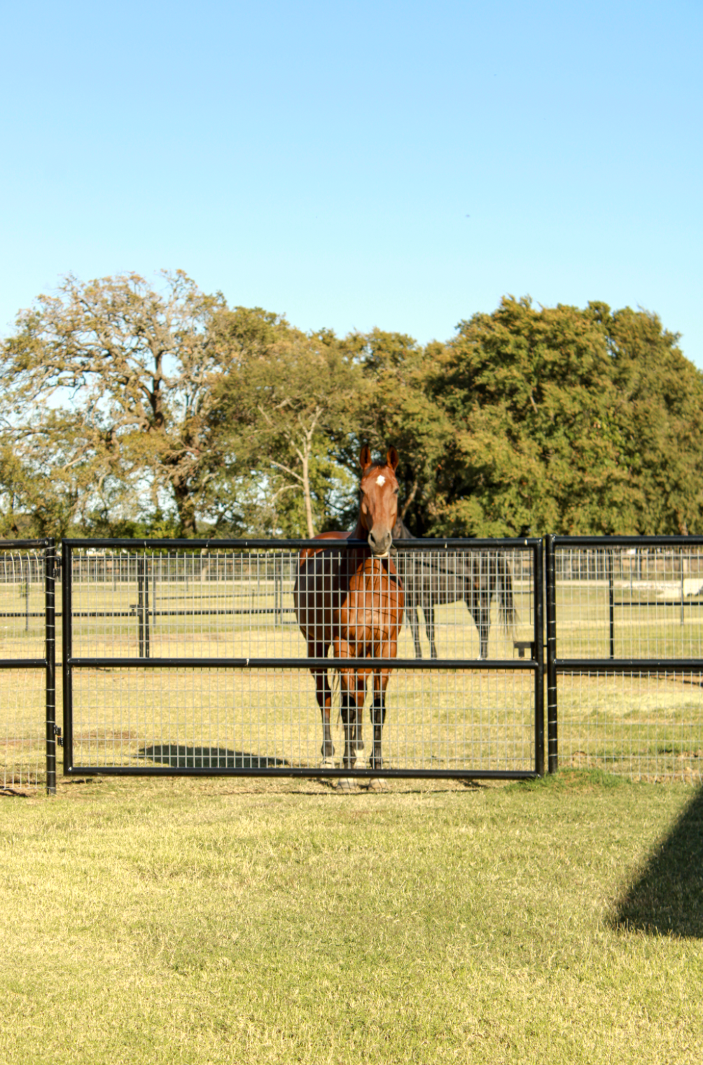 A brown horse standing behind a black metal gate in a grassy field with trees in the background.