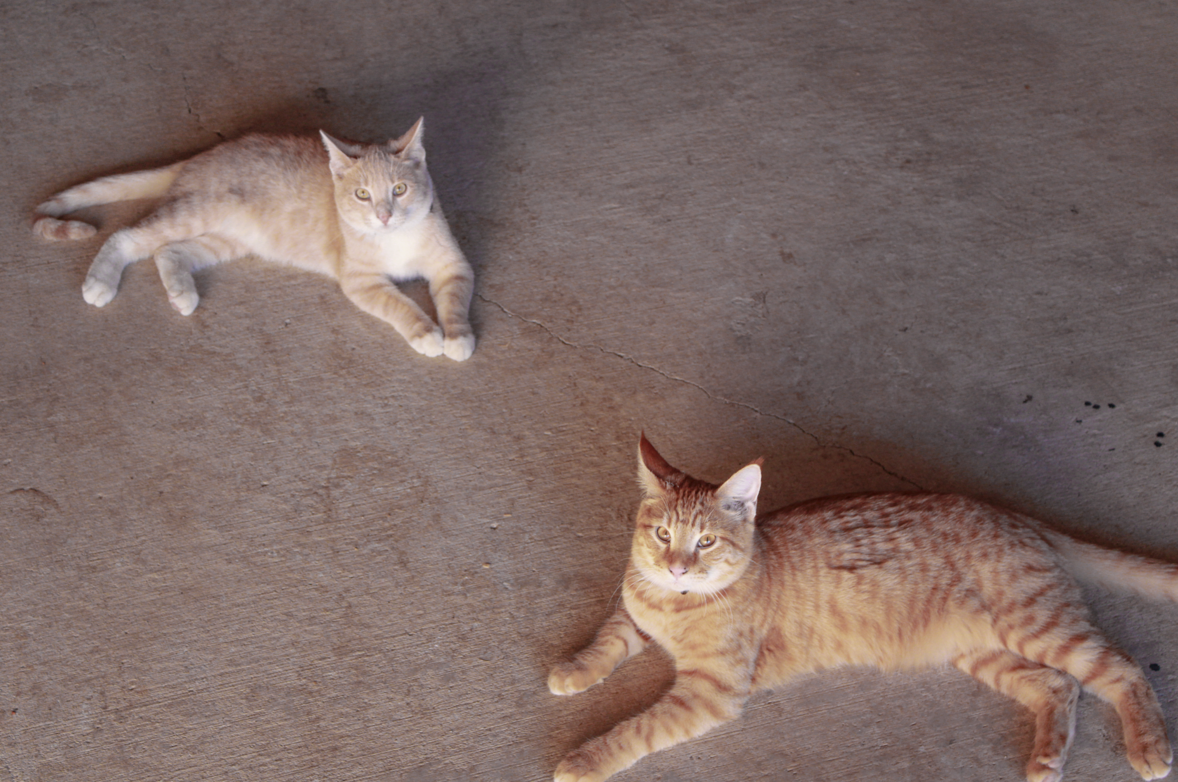 Two cats lounging on a concrete floor, one with orange fur and the other with light-colored fur.