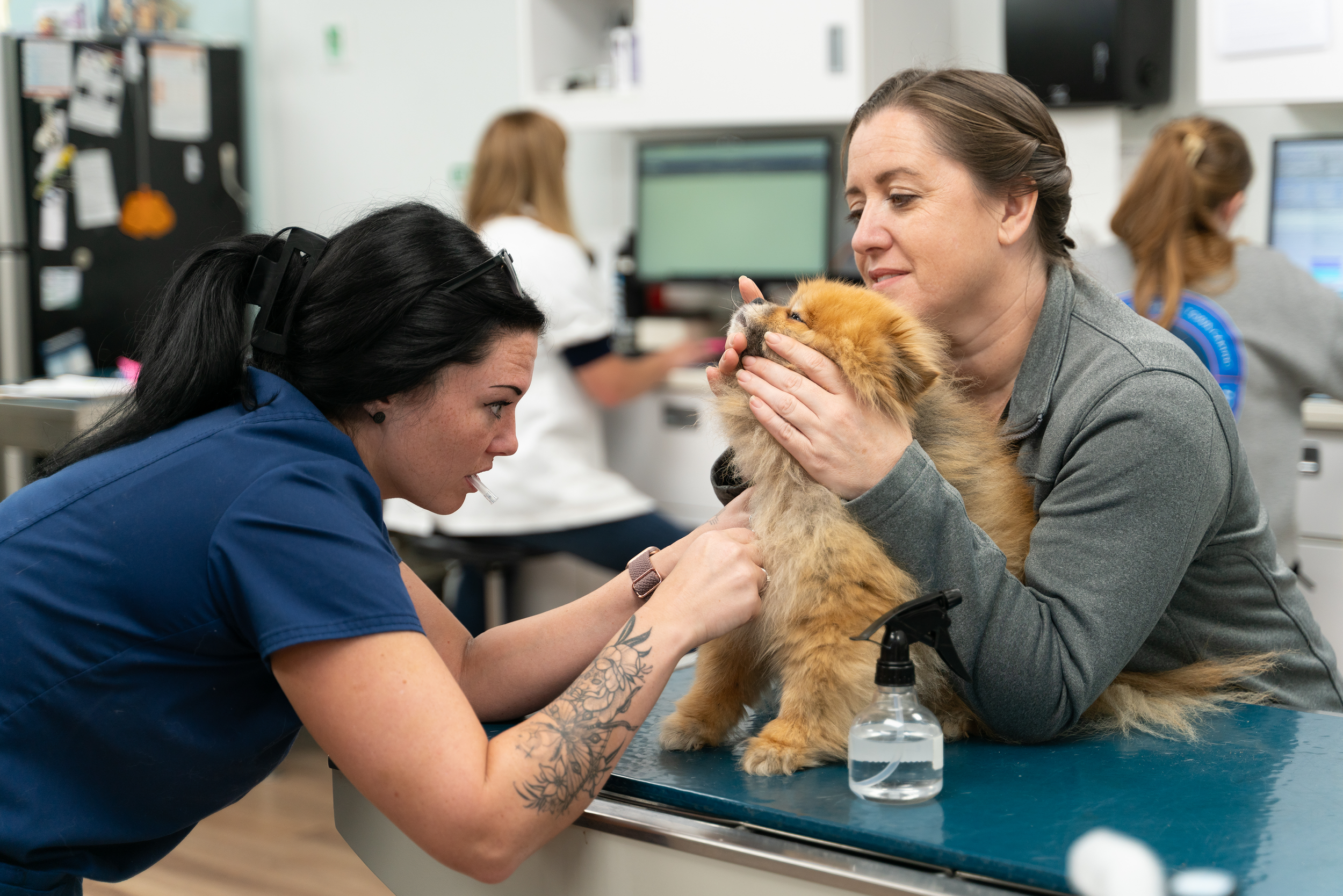 A veterinarian examining a small fluffy dog on an examination table, with a woman holding the dog’s head, inside a veterinary clinic.