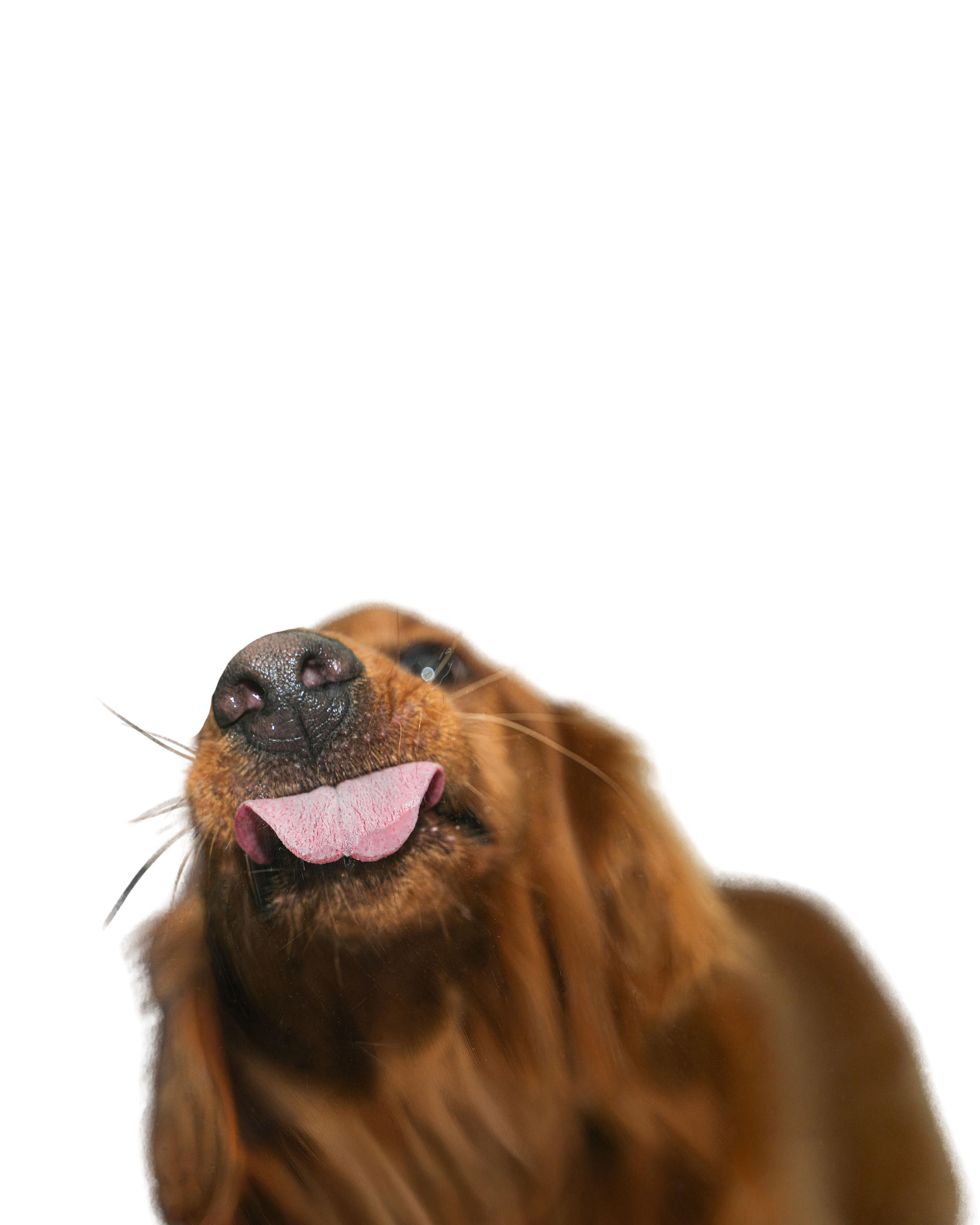 Close-up of a brown dog with its tongue out, against a black background.