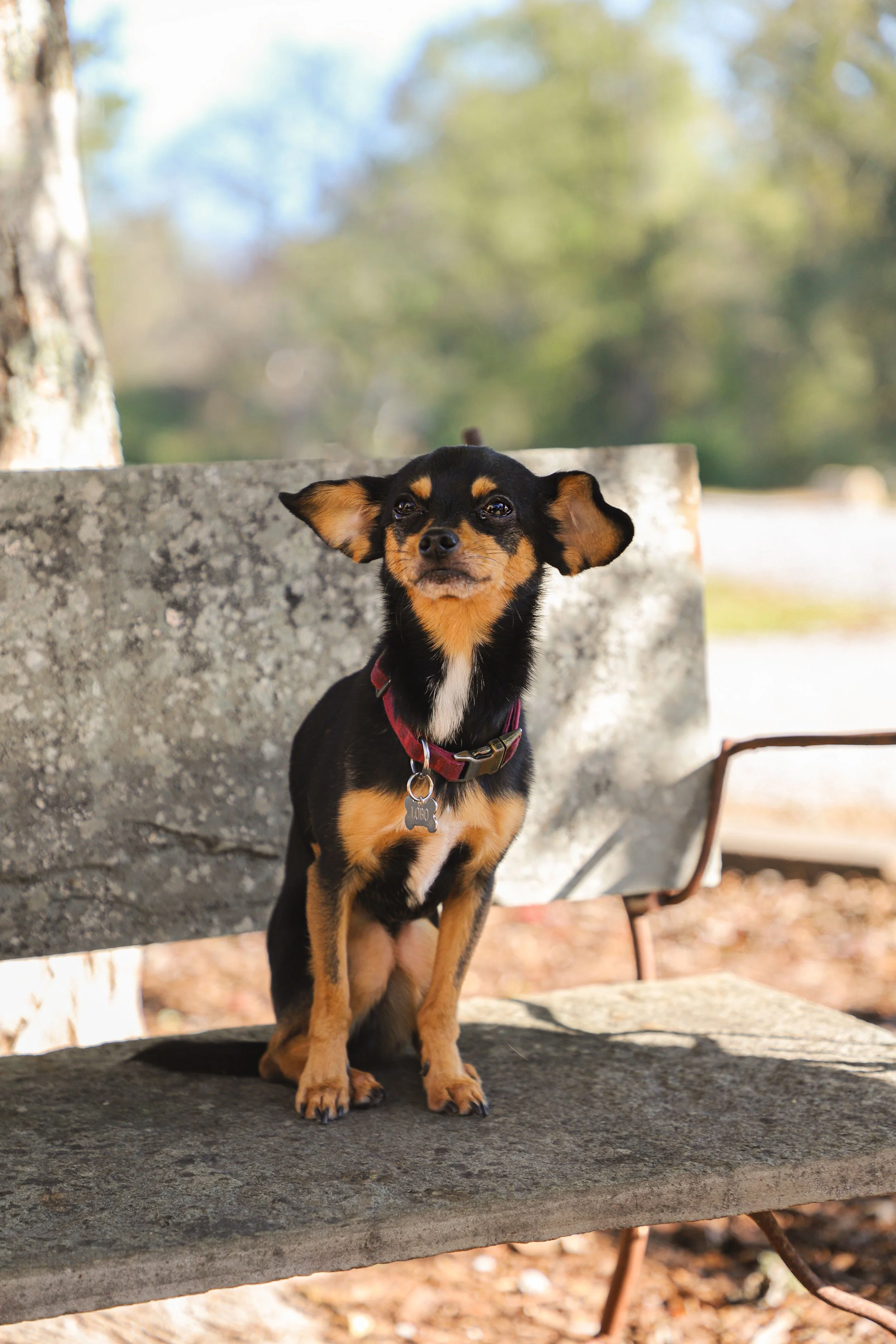 Small black and tan dog sitting on a wooden park bench outdoors, with trees and blurred greenery in the background.