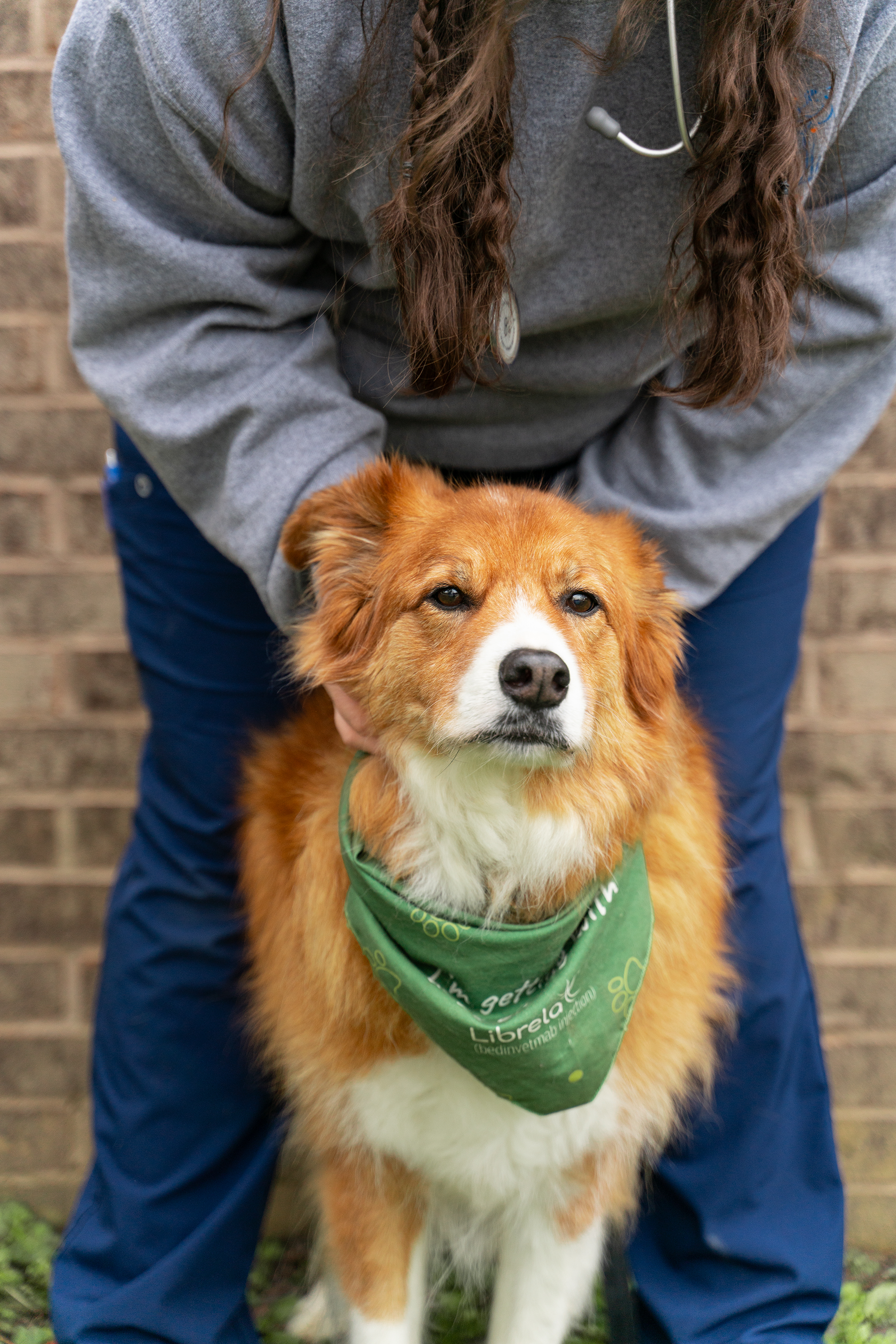 A person wearing a gray hoodie and navy pants holding a medium-sized, reddish-brown and white service dog with a green bandana in front of a brick wall.