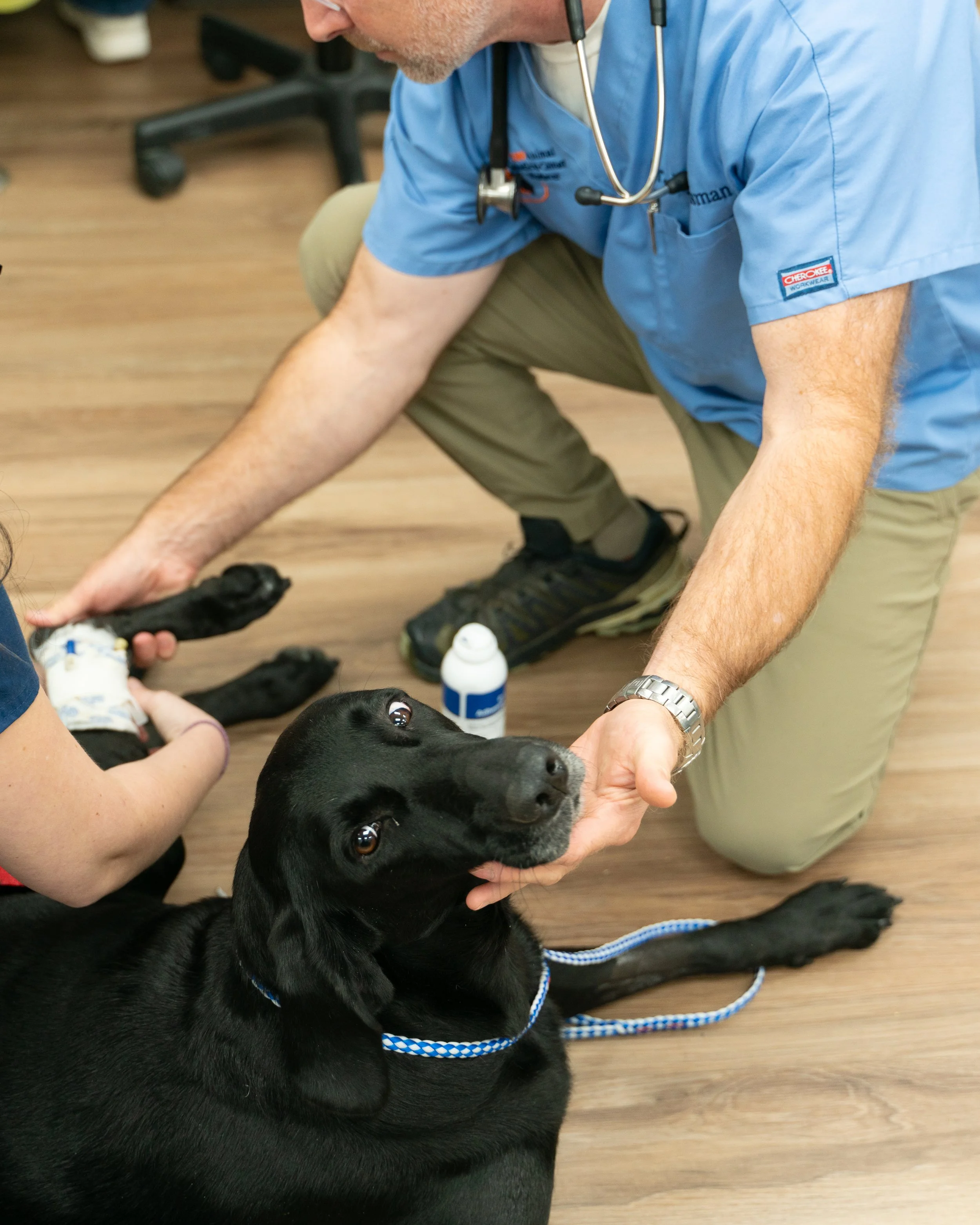 A veterinarian examining a black retriever dog lying down, with another person helping with the dog's injured paw, in a veterinary clinic.