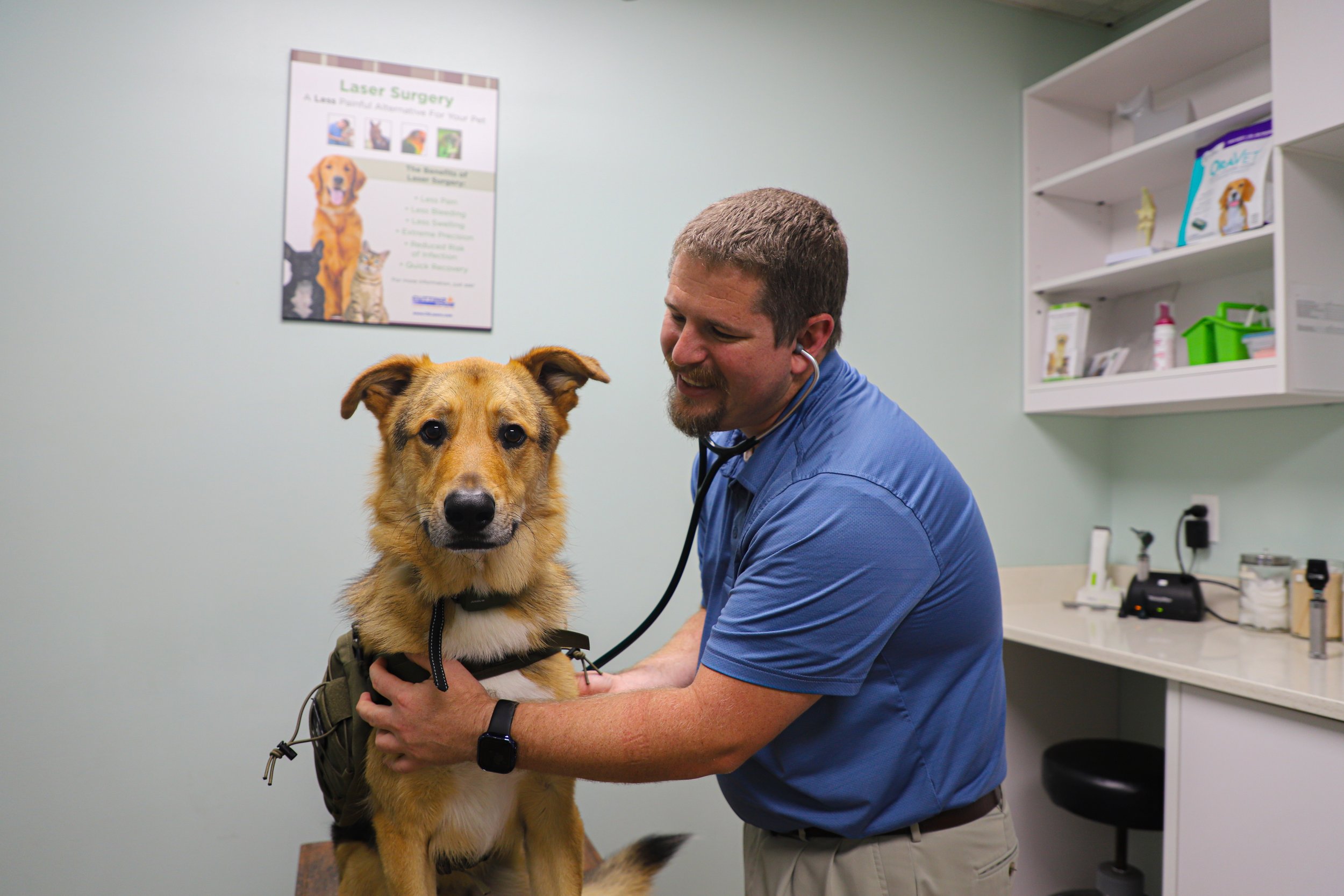 Veterinarian examining a medium-sized dog with a stethoscope in a veterinary clinic.