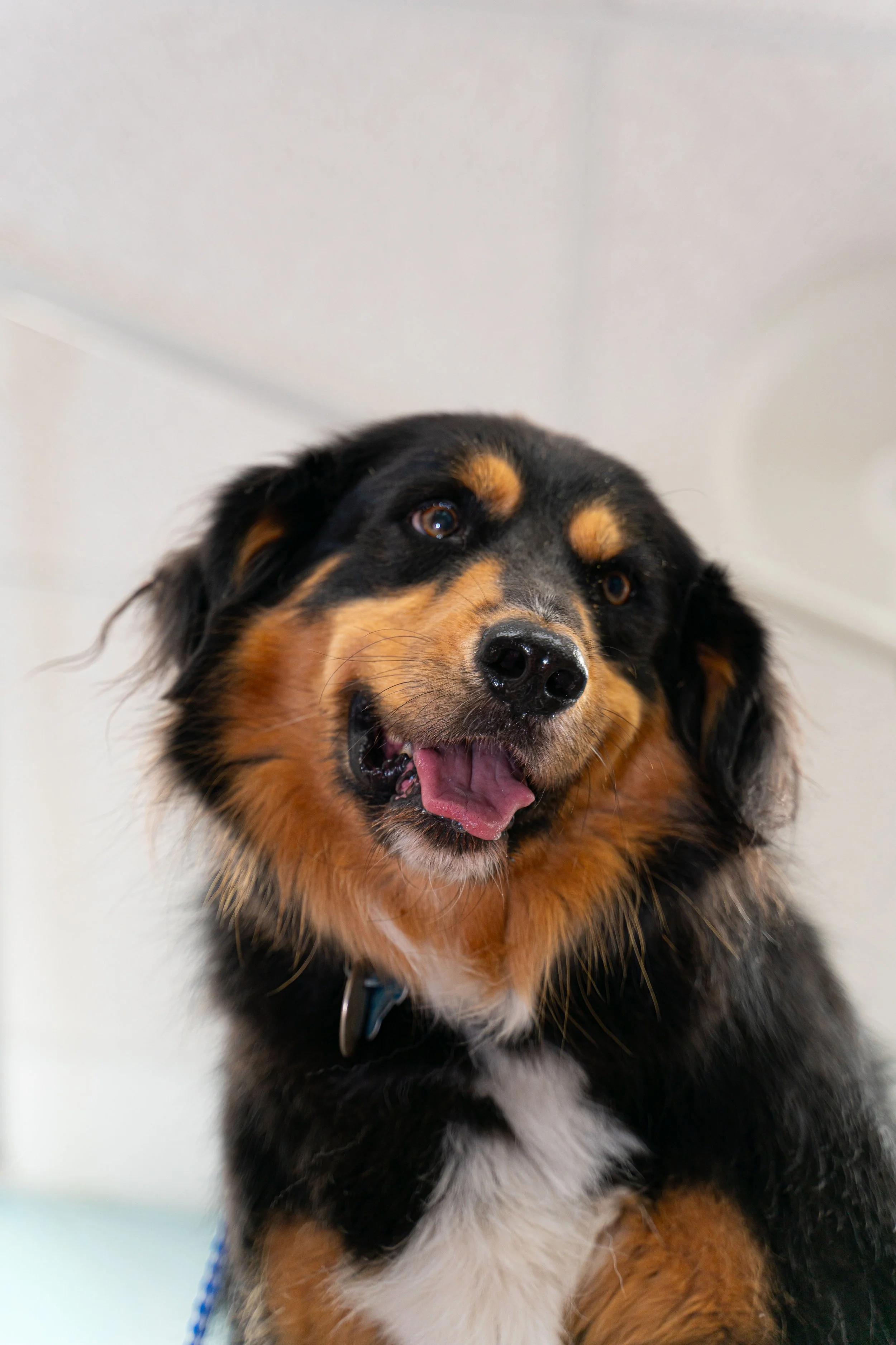 Close-up of a smiling black and brown dog with a white patch on its chest, looking up with a happy expression.