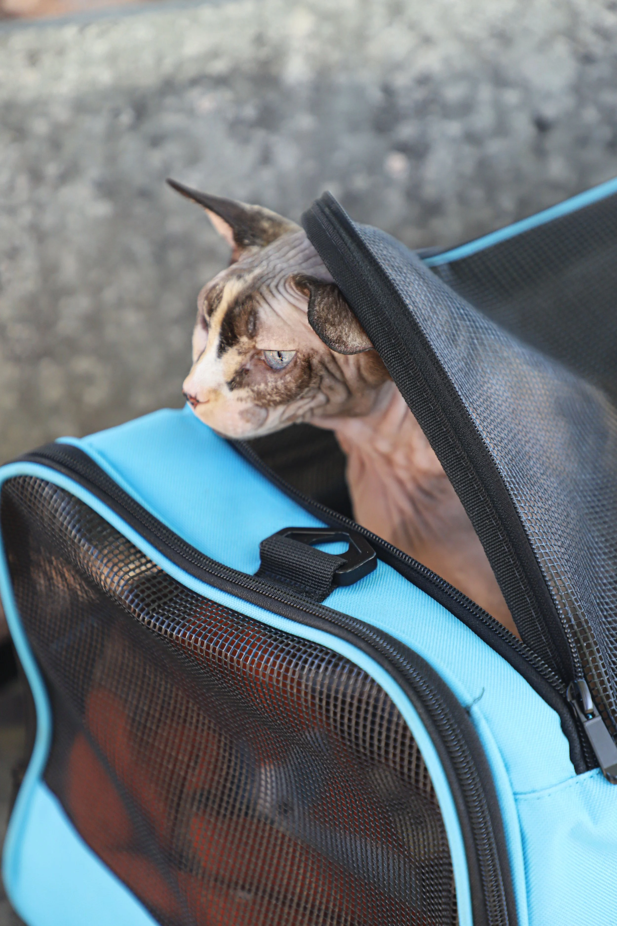 Sphynx cat inside a blue and black pet carrier with the top partially open.