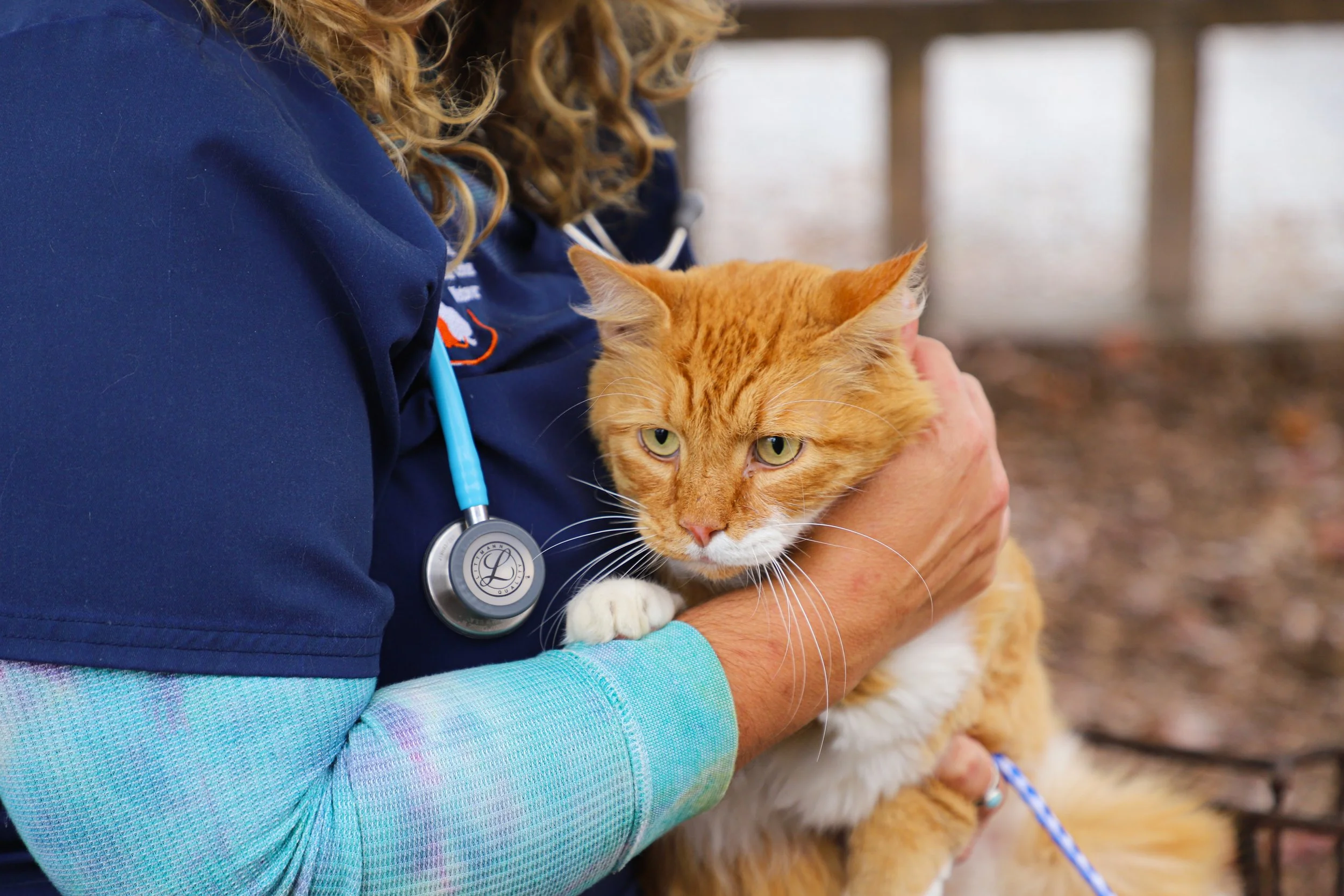 A veterinarian in a navy blue uniform holding an orange and white tabby cat, with a stethoscope around her neck, outdoors near a wooden fence.