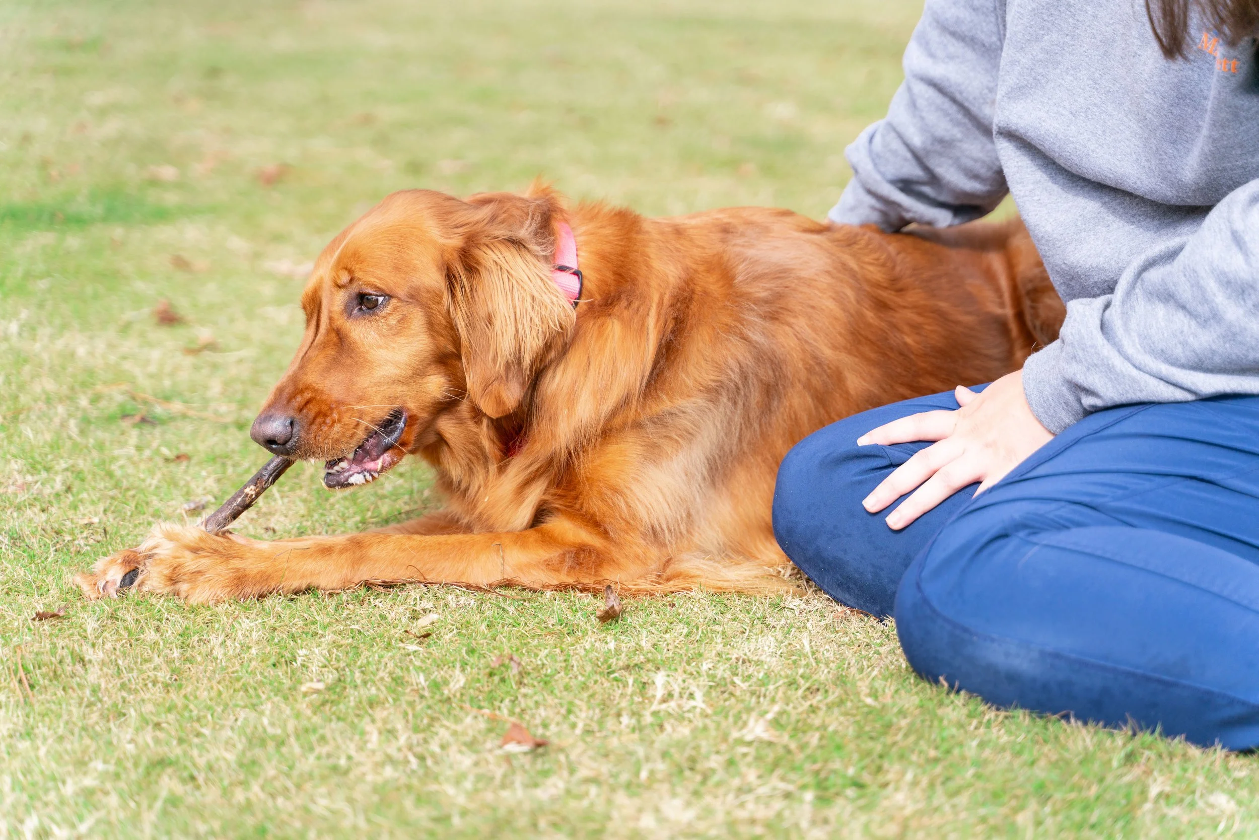 Golden retriever dog lying on grass chewing on a stick with a person sitting next to it.