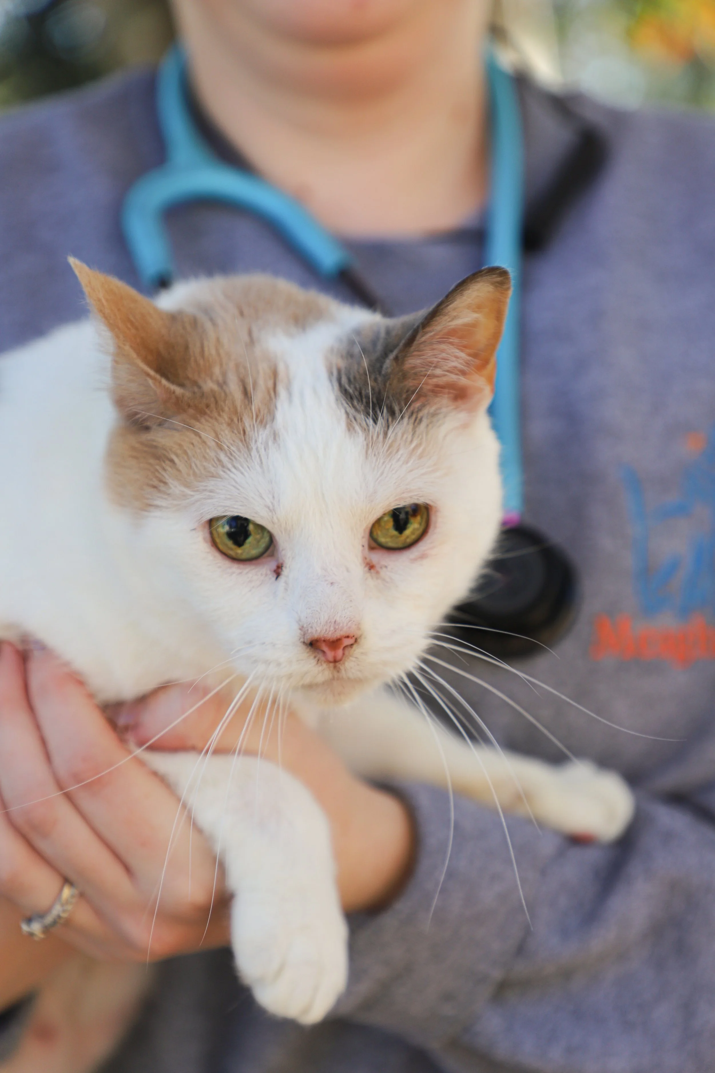 A woman wearing a stethoscope around her neck holding a white cat with orange and black markings on its head.