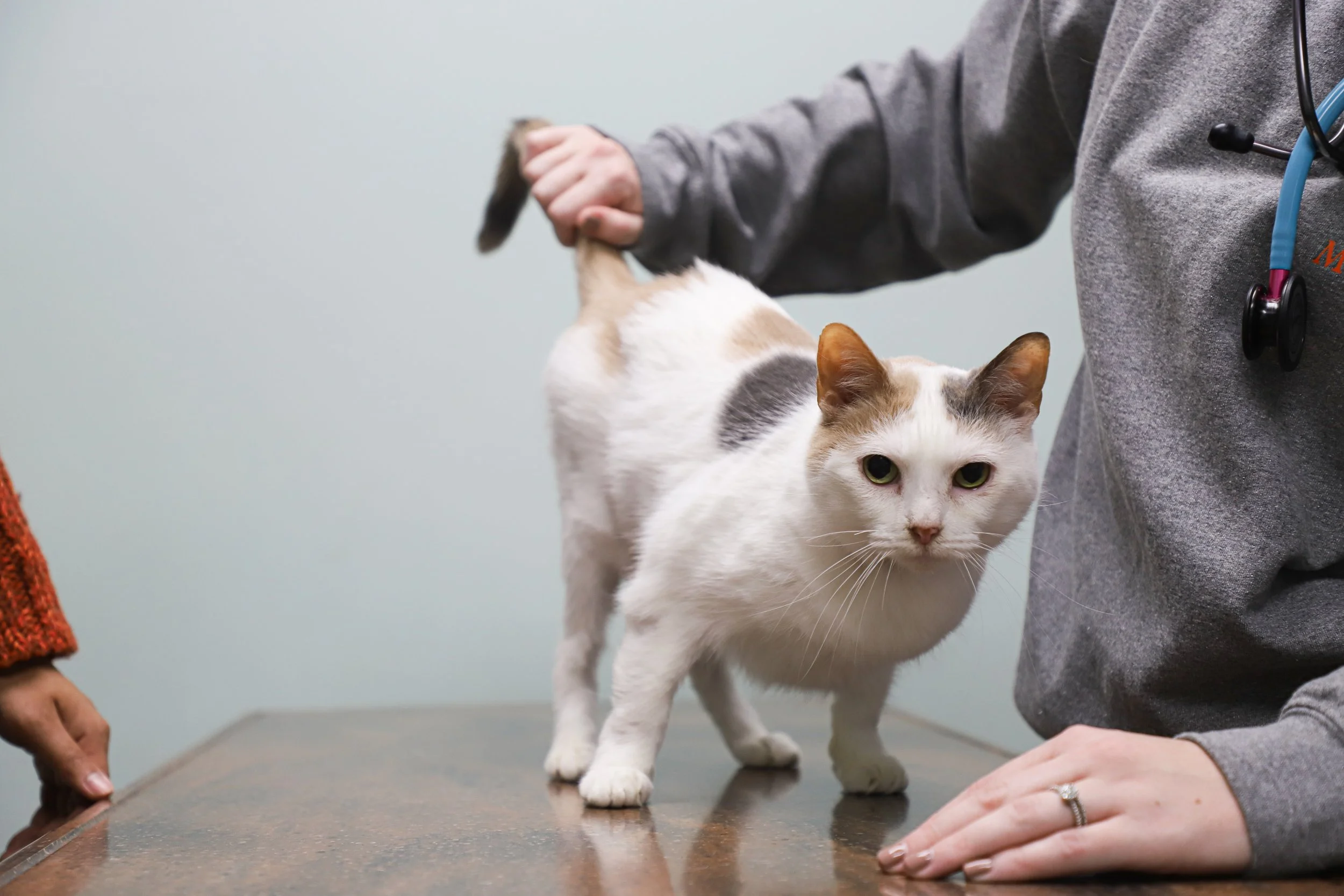 A veterinarian examining a white and orange cat on an examination table in a veterinary clinic.