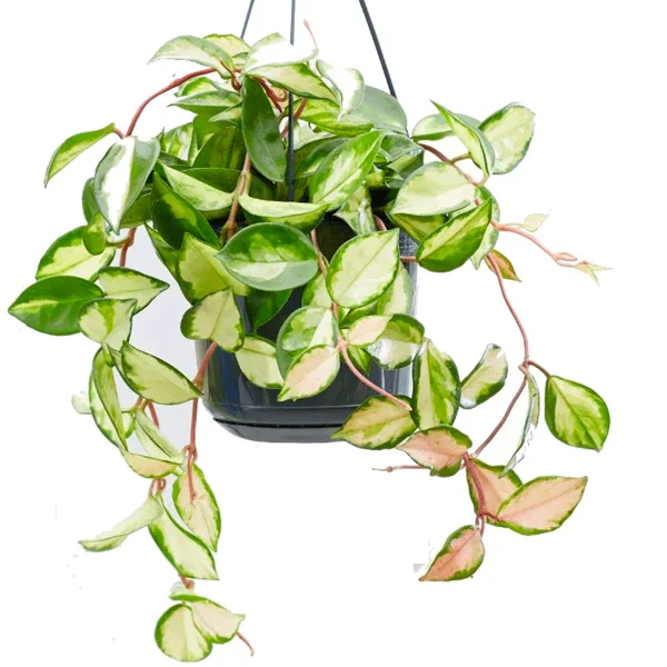 variegated-hoya-carnosa-28019230277674_1200x1200.webp