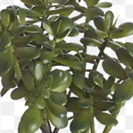jade.png