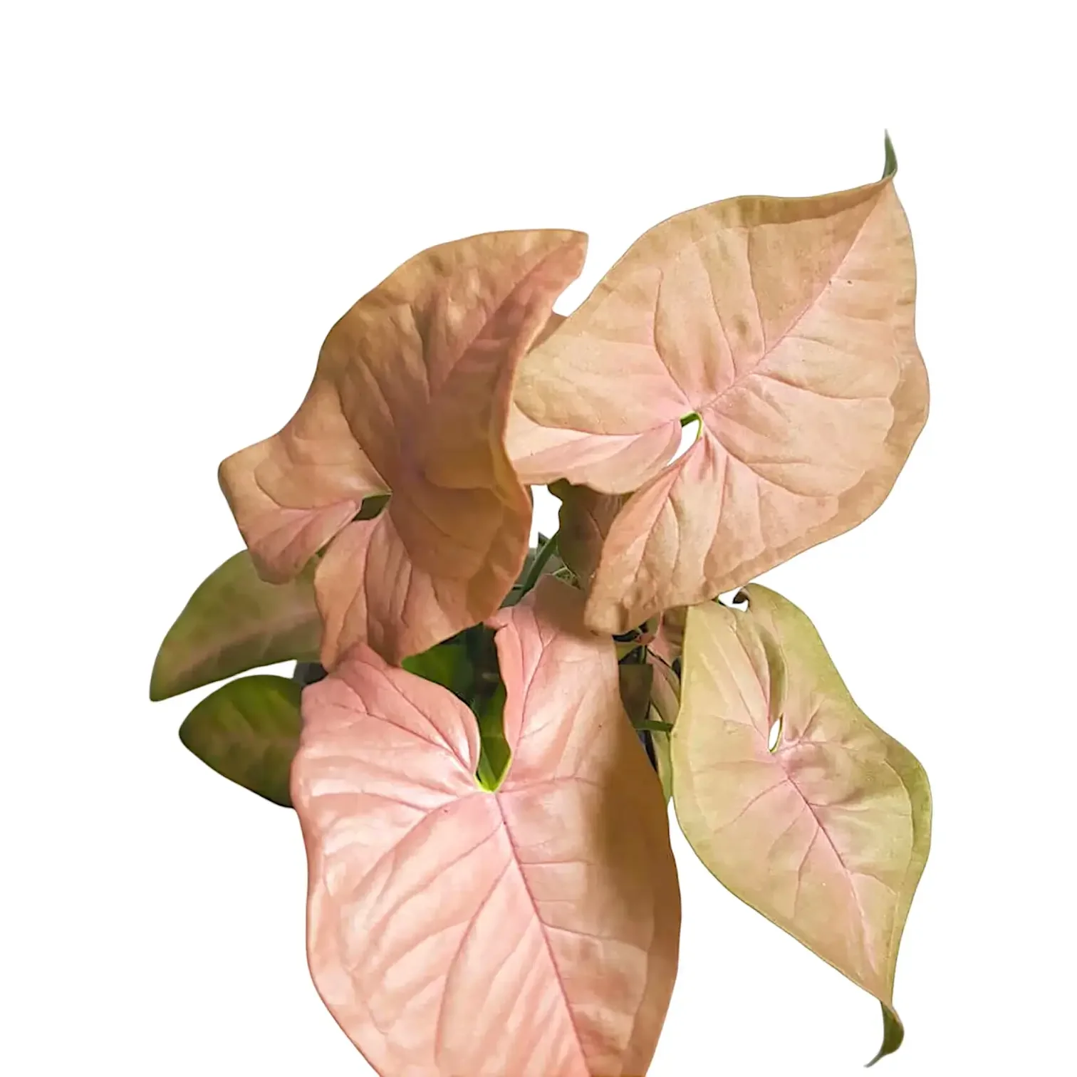 syngonium-podophyllum-neon-02.webp
