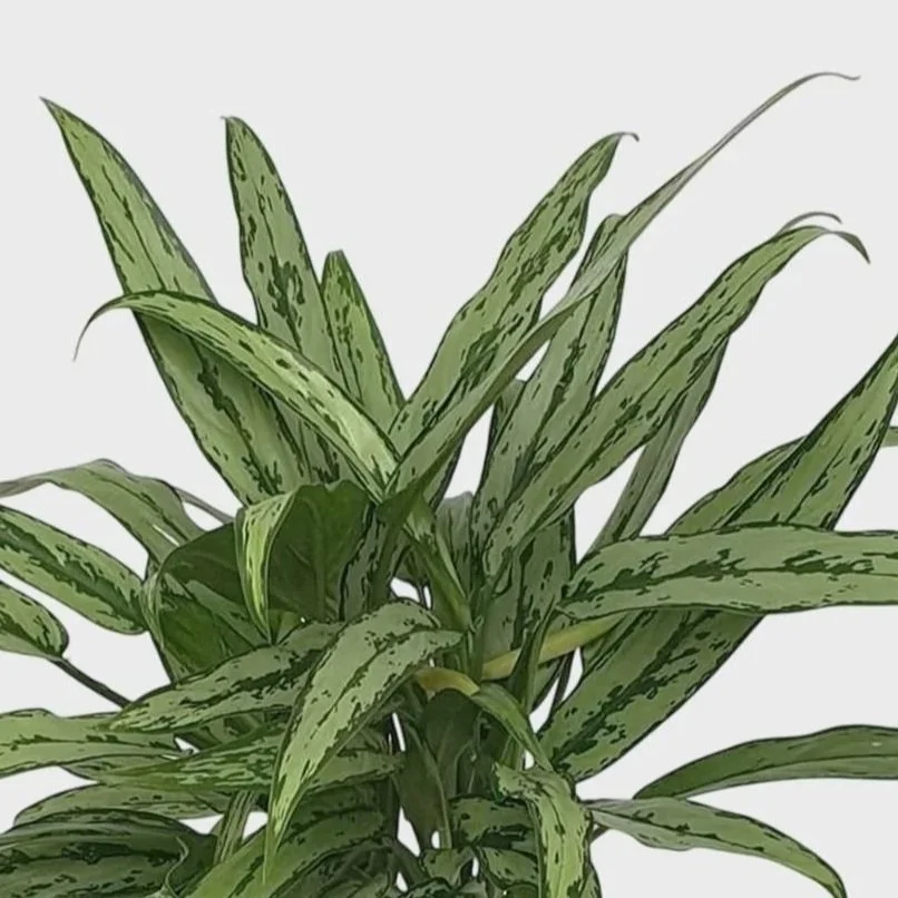 aglaonema_cutlass_-_4.jpg