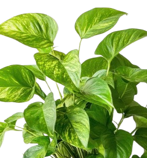 Pothos+Gold.png