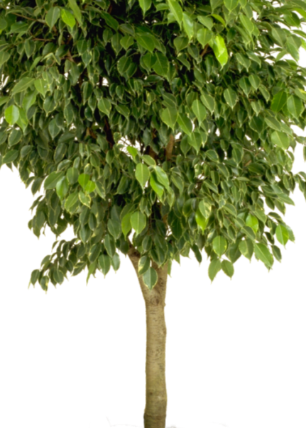 ficus+ben.png