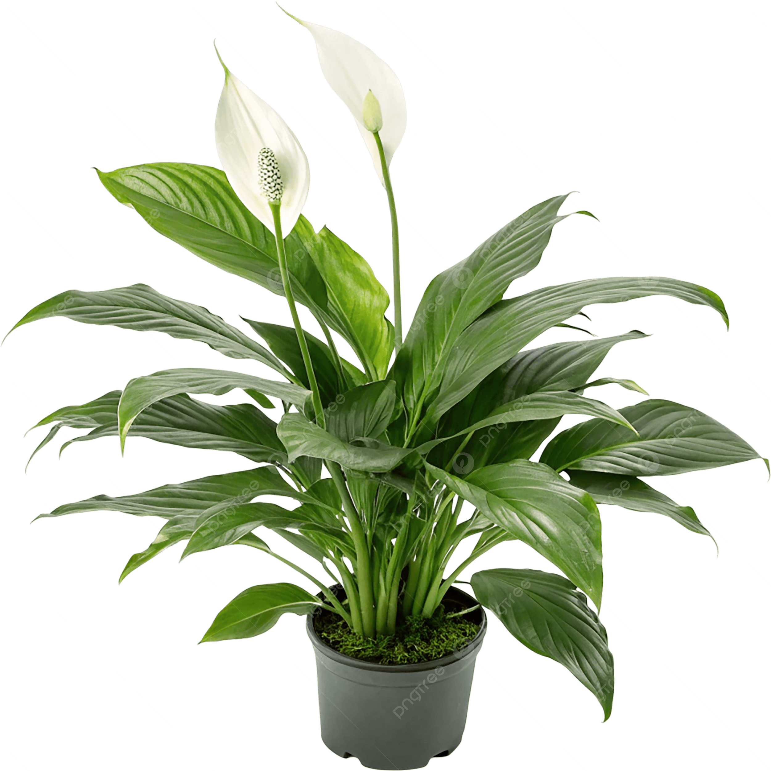 10" Spathiphyllum (Peace Lilly)