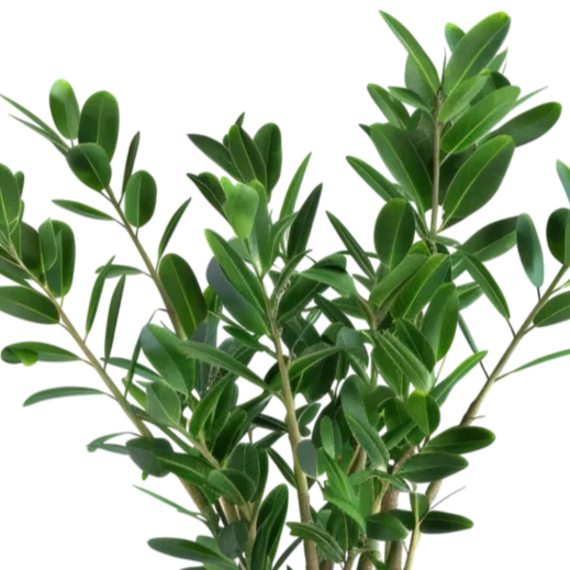 zz-plant.webp