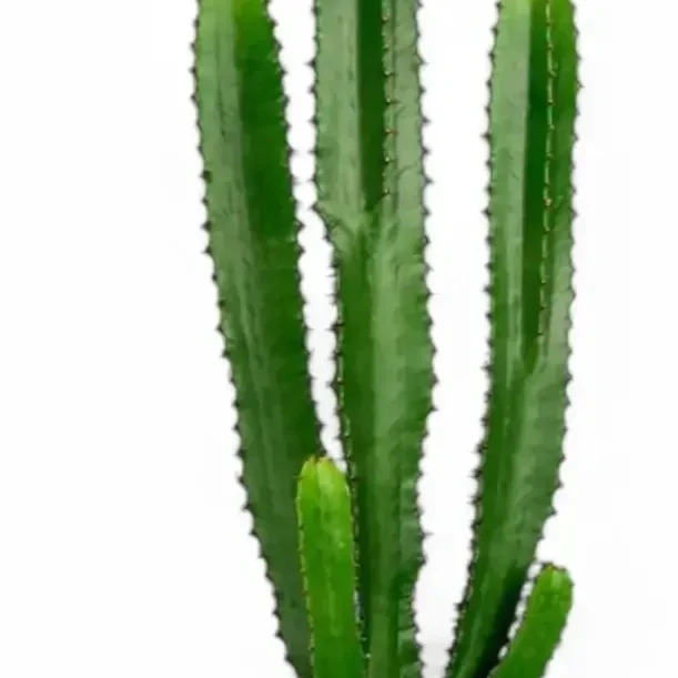 euphorbia-abyssinica-07.webp