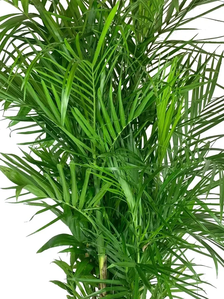 BambooPalm.webp