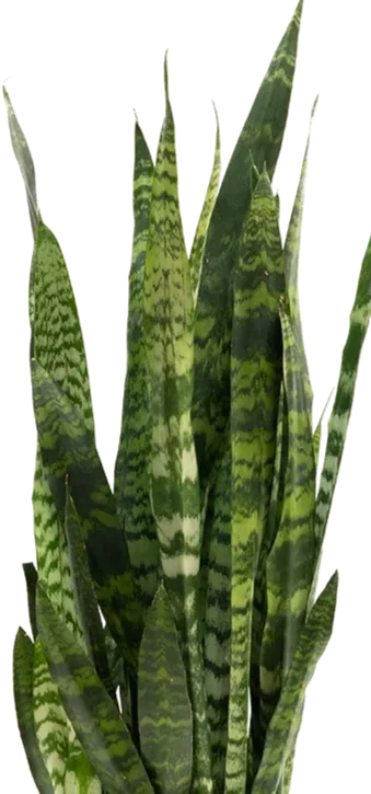 Sansieveria-Zeylanica-.webp