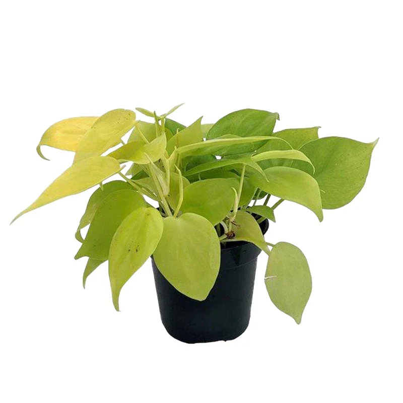 cord lemon.webp